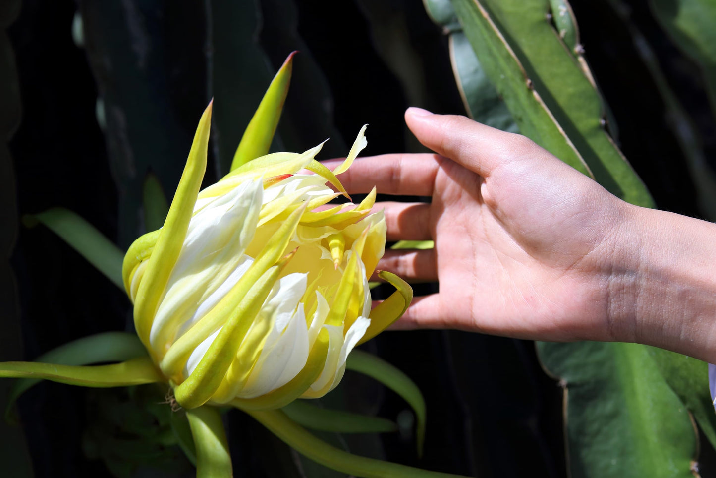 20 * Seeds * Yellow Dragon Fruit (Pitaya/Pitahaya/Strawberry Pear) Hylocereus Megalanthus Cactus White Flower