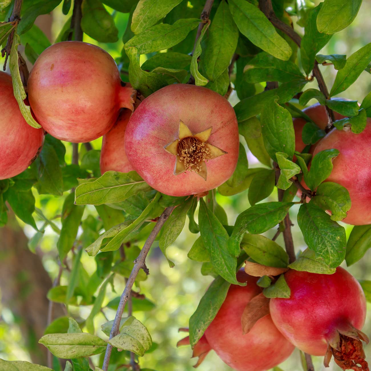 Russian Pomegranate in a 3 Gal. Grower's Pot | Cold Hardy Drought Tolerant | Yields Large Delicious Fruit | Real Dwarf Fruiting Tree