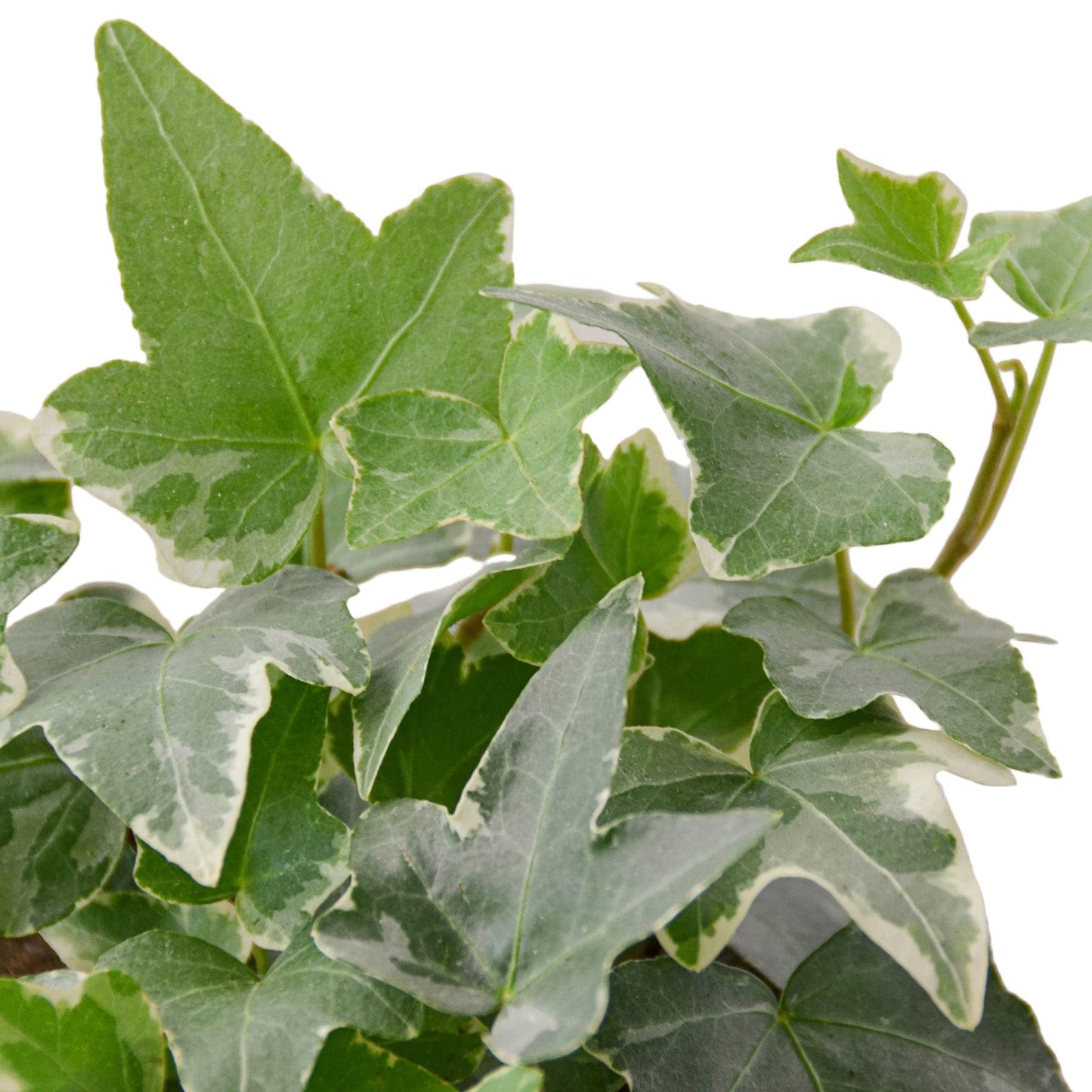 English Ivy Glacier | Live Plant for Indoor & Outdoor | for Living Room, Office, Bathroom | (3" Pot)