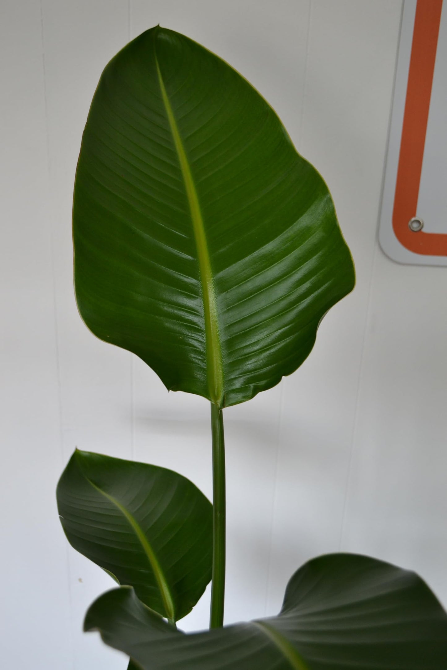 Live Plant Starter Pack | 3 Large Indoor Plants in 10” Pots – Alocasia Regal Shield, White Bird of Paradise & Monstera Deliciosa | Perfect for Apartments, New Homes, Dorm Rooms & Housewarming Gifts