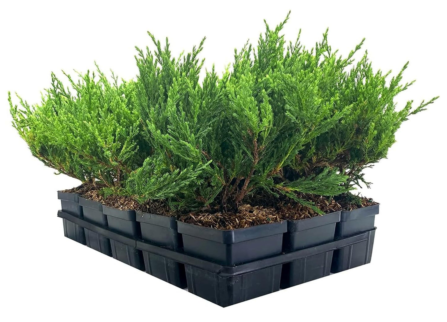 Juniper Andorra Compacta | 1 Live 4 Inch Pot | Juniperus horizontalis ‘Andorra Compacta’ | Low-Growing Evergreen Ground Cover | Drought-Tolerant Landscaping Plants