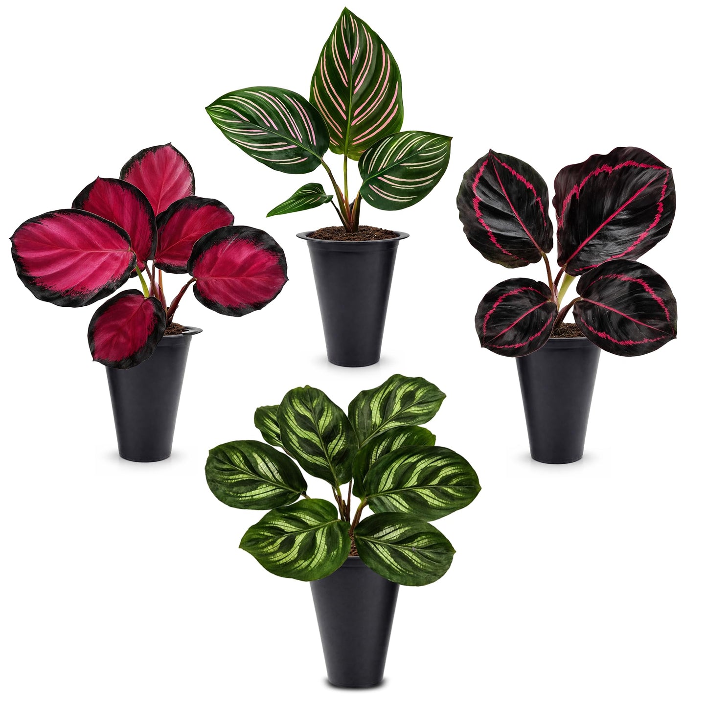 Calathea Collection (4 Pack) Live Plants - Prayer Plants, Air Purifying Plant Indoor, Easy Plants Live Houseplants, Perfect for Home, Room, or Office Decor, Real Plants Indoor/Outdoor