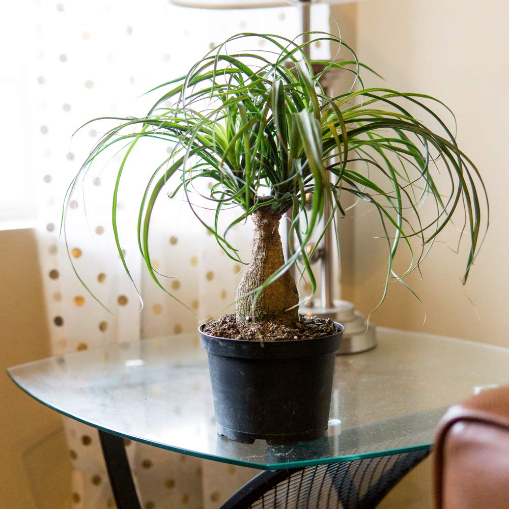 Perfect Plants Ponytail Palm | Beaucarnea Recurvata | 10in Tall | Easy Care Houseplant | Perfect for Bright Light Conditions, 6 in Grower's Pot, | Air Purifying