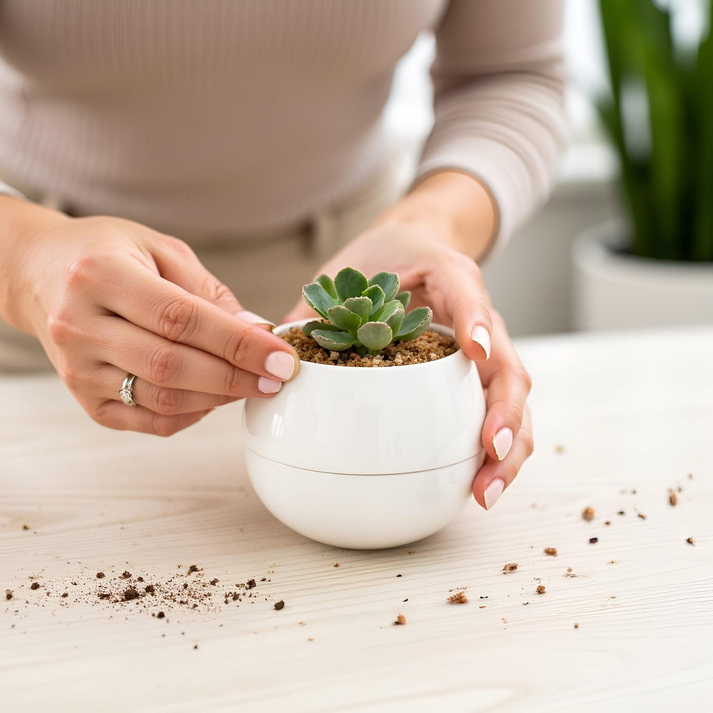 Willowy Small Succulent Pot (1 Pack) - Succulent Pots with Drainage Tray - Ceramic Plant Pots, Cactus/Succulent Planters, Small Flower Pot - No Succulents/Plants Included