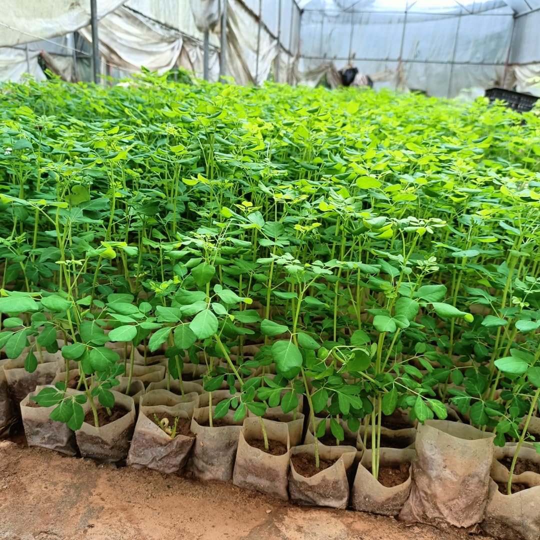 Sets 2 Live Malunggay Moringa Plants in One Pot for Planting, Oleifera Drumstick Horseradish Plants Live, 6 to 8 Inc Tall, Well-Rooted