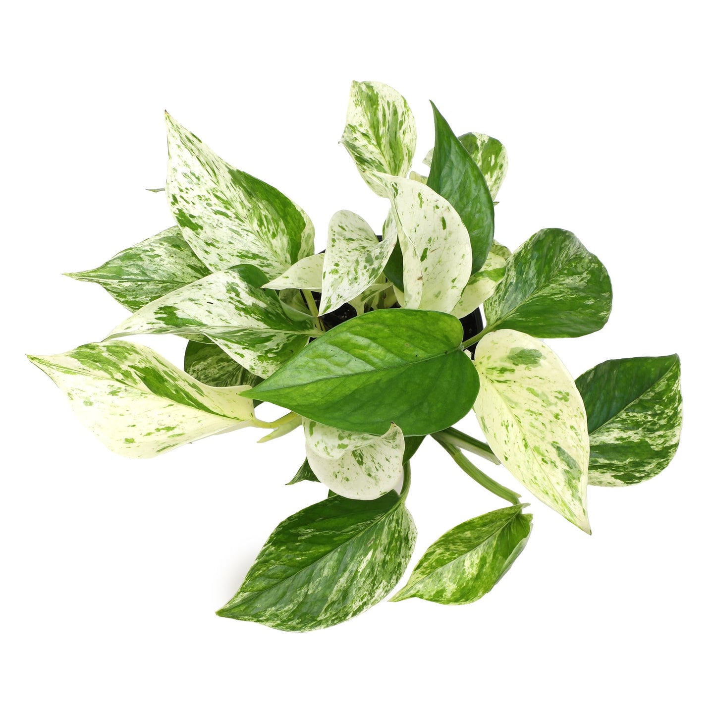 Marble Queen Pothos Plant in 4 Inch Planter Pot for Plants, Low Light Plants Live Houseplants, Pothos Live Plant Decor, Live Plants Indoor Plants Live Houseplants Live Indoor Plants by Plants for Pets