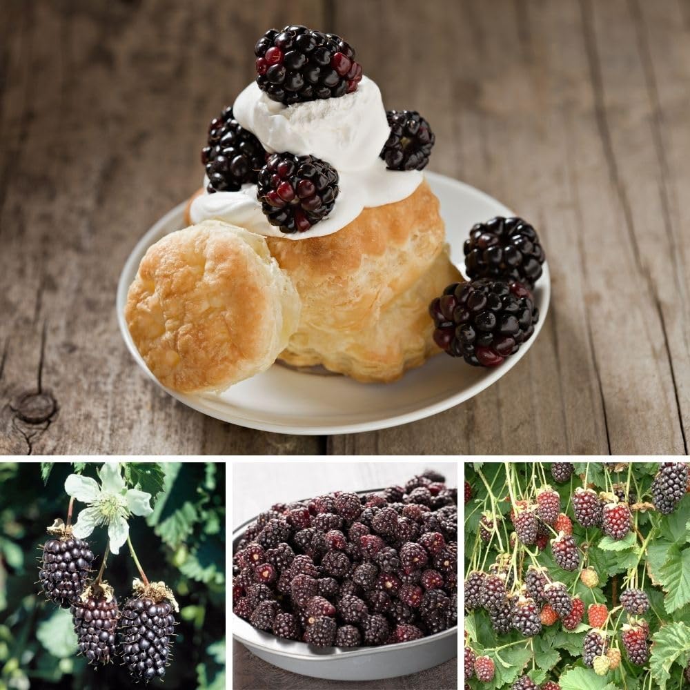 Set 2 Boysenberry Live Plant, 4-7 Inches Tall, Hardy Berry Bush, Berry Fruit Plants Live for Planting in Garden