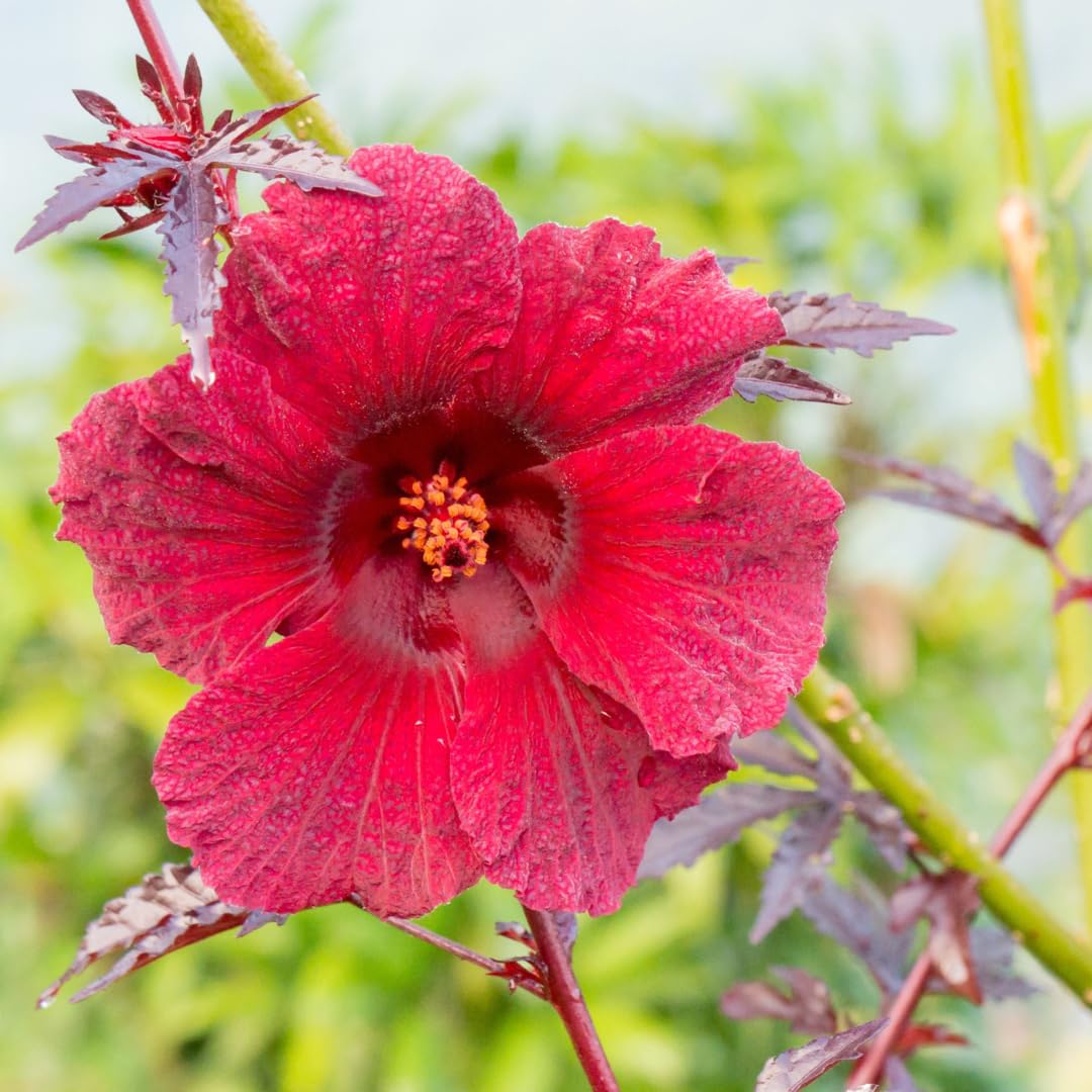 Pack of 4 Live Cranberry Hibiscus Plants, 4–6 Inches Tall, Flowering Plants for Indoor and Outdoor Planting