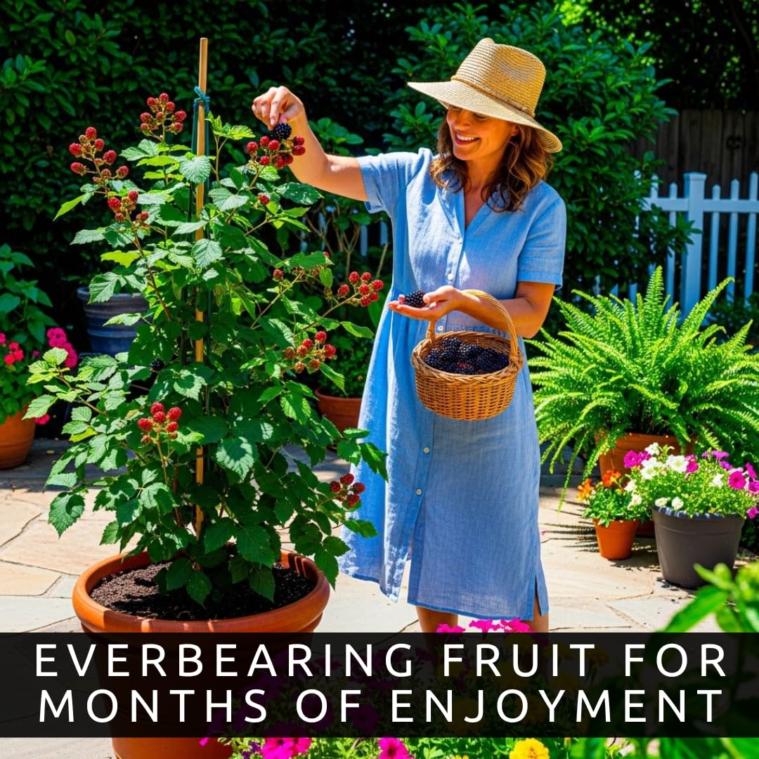 2 Thornless BlackBerry Plants for Growing - Well Rooted 1 Yr. Seedlings in Starter Pots, Ready to Plant - Sweet, Juicy, Large Berries – Easy-Grow, Everbearing Fruit Plants for Gardens