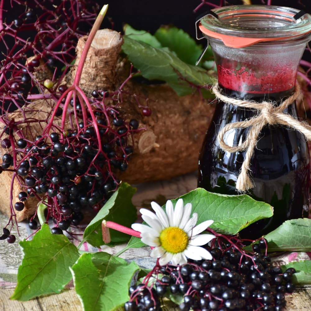 2 Black Elderberry Live Bare Root Plants | 8-12" Cold-Hardy Rooted Cuttings | Fast-Growing Deciduous Fruit Trees for Backyard and Patio | Easy to Care and Maintain