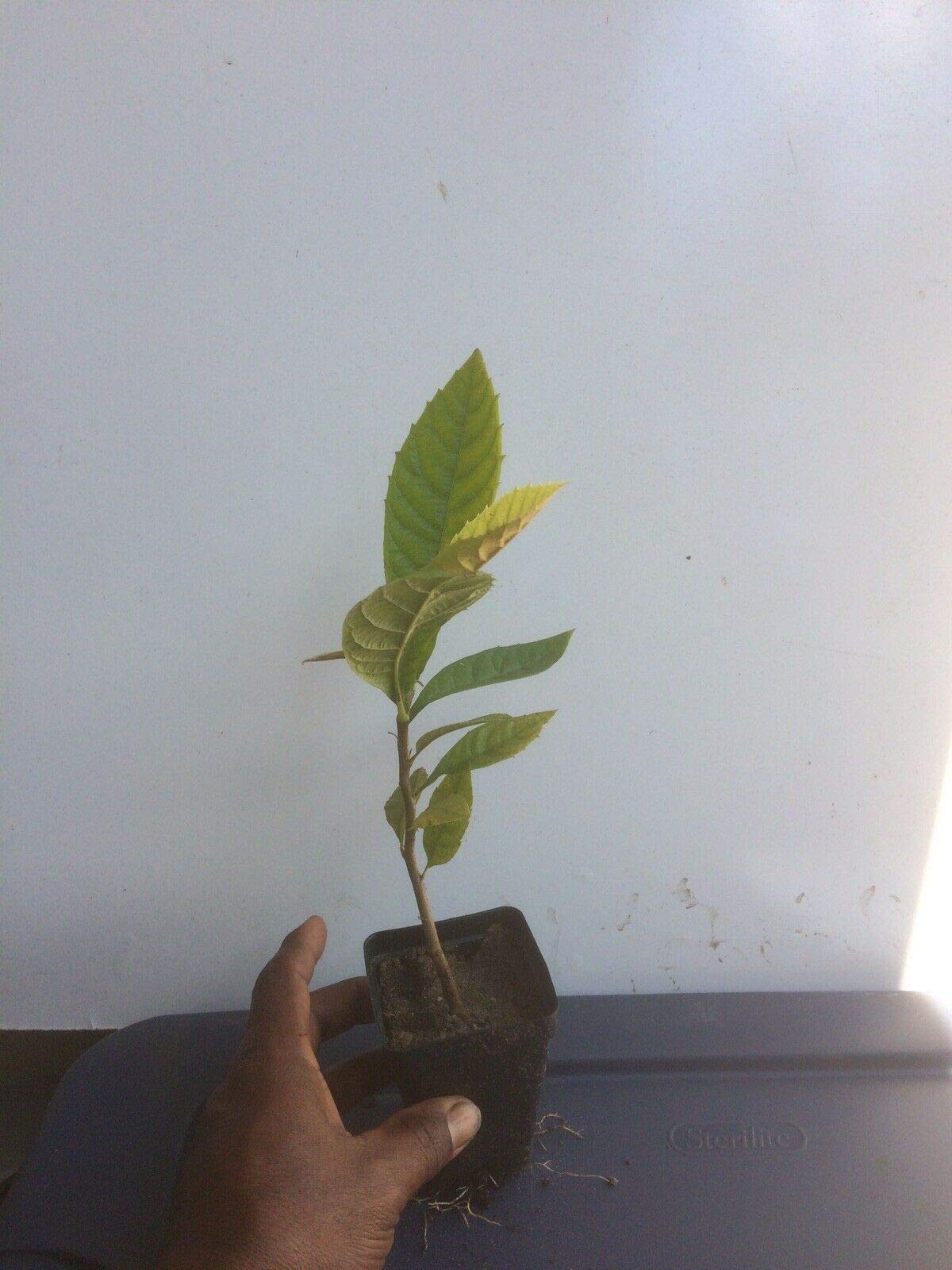 Loquat Tree (Eriobotrya Japonica), Live Tree, Japanese Plump Golden Color Fruit Tree (10-15 Inches)