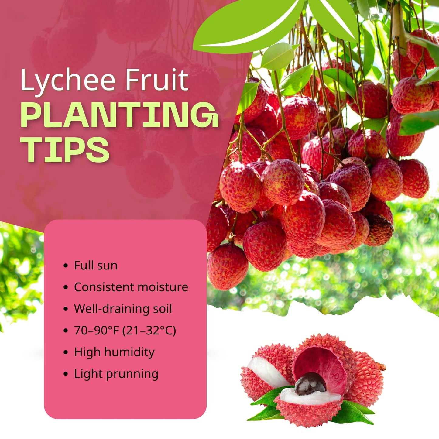Sweet Lychee Tree Live Plant, Tropical Litchi Fruit Tree, 3-4 Ft Tall for Outdoor Garden, No Shipping to CA