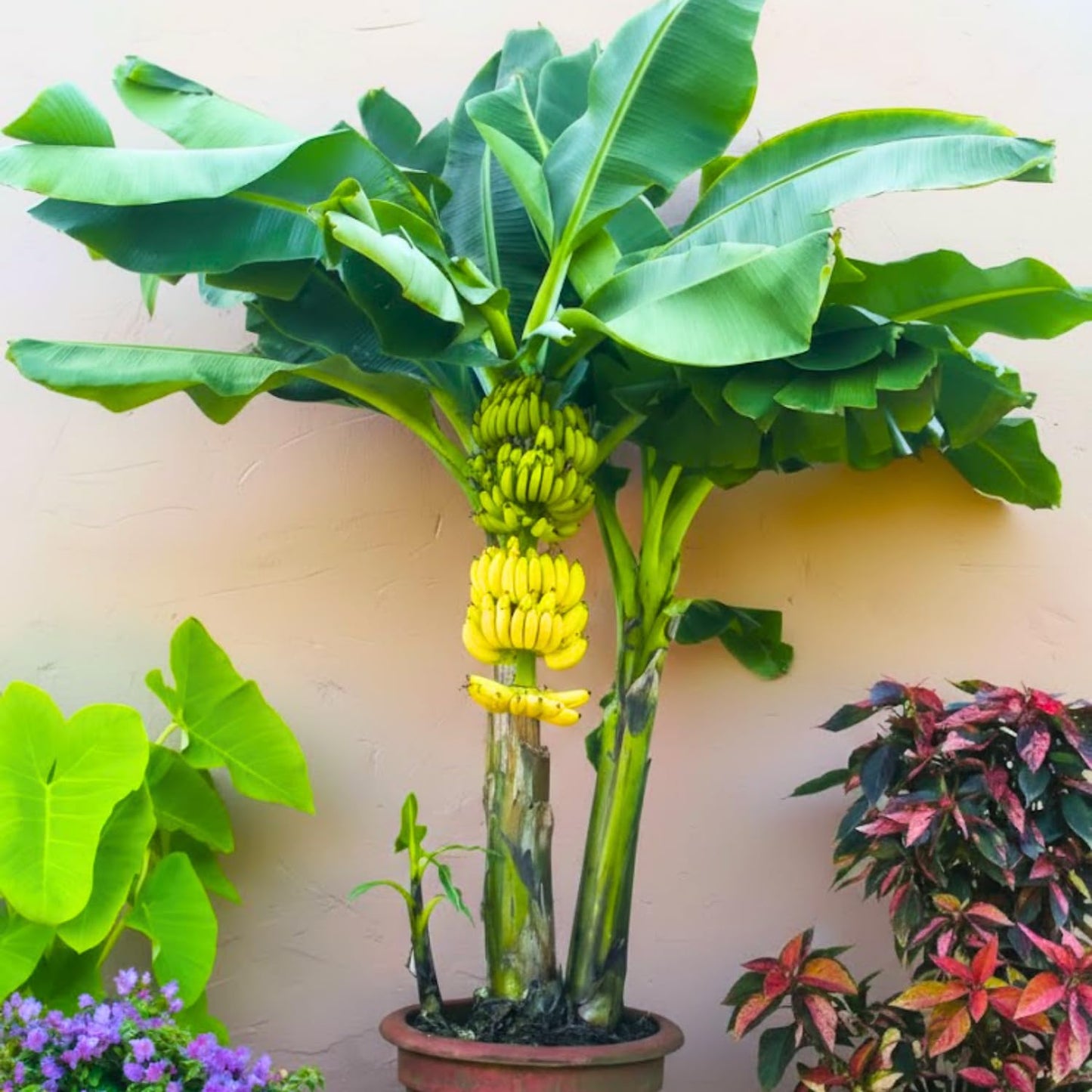 Grand Nain Banana Tree Live Plant, Well Rooted 4-8" Tall, Cold Hardy Tropical Banana Plant Live Well Rooted, Live Banana Fruit