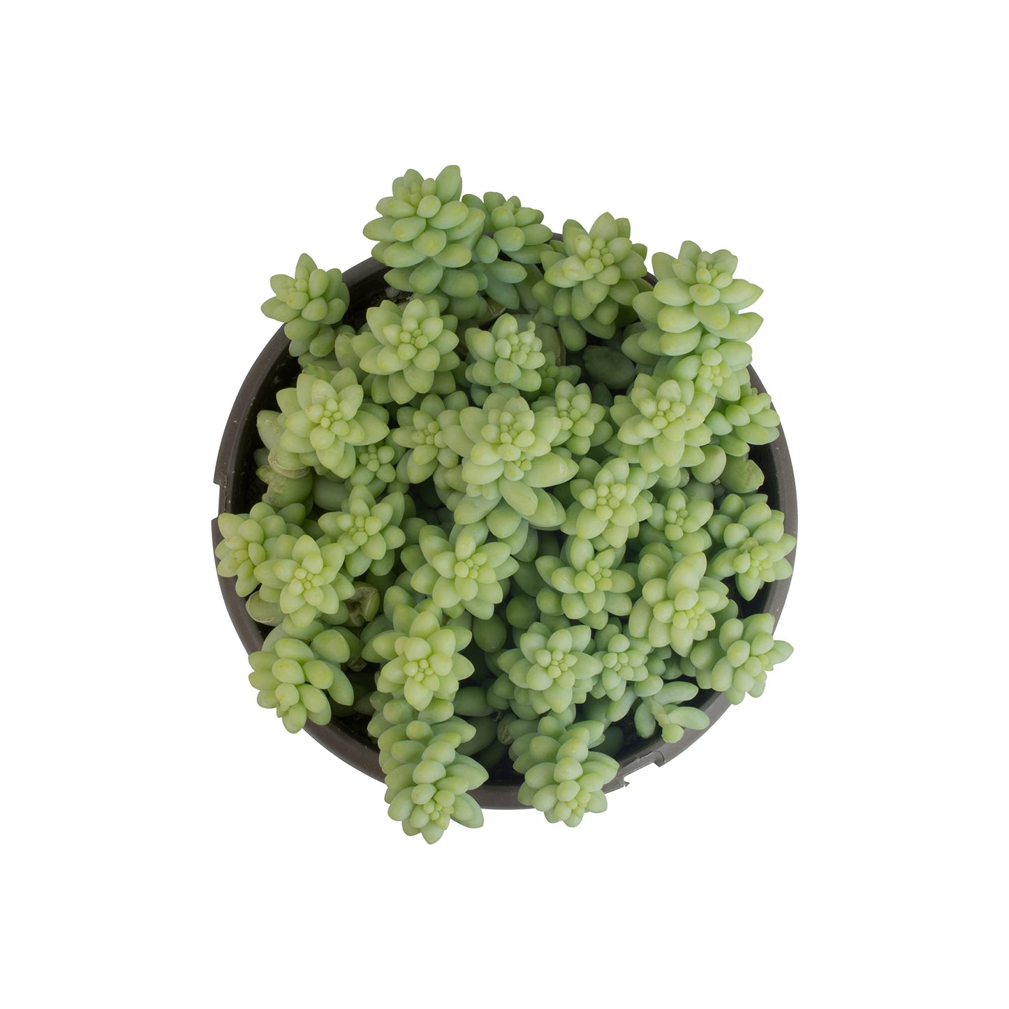 6" Sedum Burrito, Burros Tail Succulent Plants Live Succulent, Sedum Plants Live Succulents Plants Live Houseplants Live Indoor Plants Live Plants Indoor House Plants Indoors Live by Plants for Pets