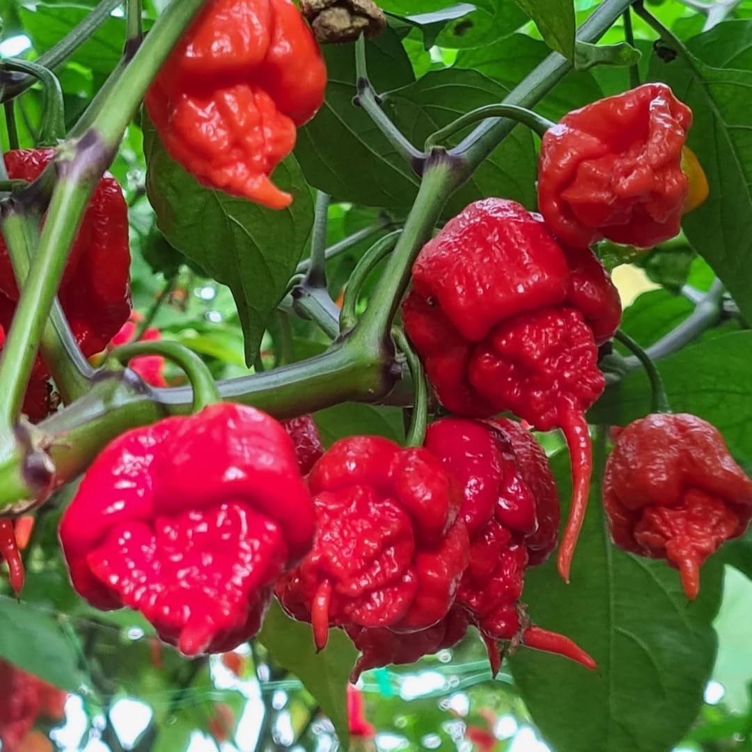 Live Carolina Reaper Pepper Plant in 4 Inch Pot, 4–7 Inch Tall Seedling, Hot Chili Pepper Plant for Garden or Container Growing