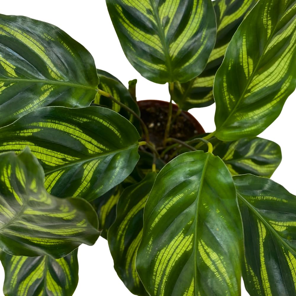 BubbleBlooms Calathea Makoyana, Peacock Plant in a 4 inch Pot Cathedral Calathea, Prayer Plant