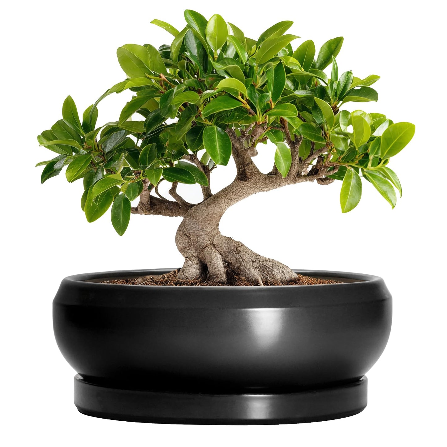 EPFamily Bonsai Pots 10 Inch - Ceramic Succulent Planters Indoor Outdoor, Bonsai Pots with Drainage Hole and Tray, Modern Shallow Planter, Round Bowl Planter, Garden Decor, Garden Gift, Black