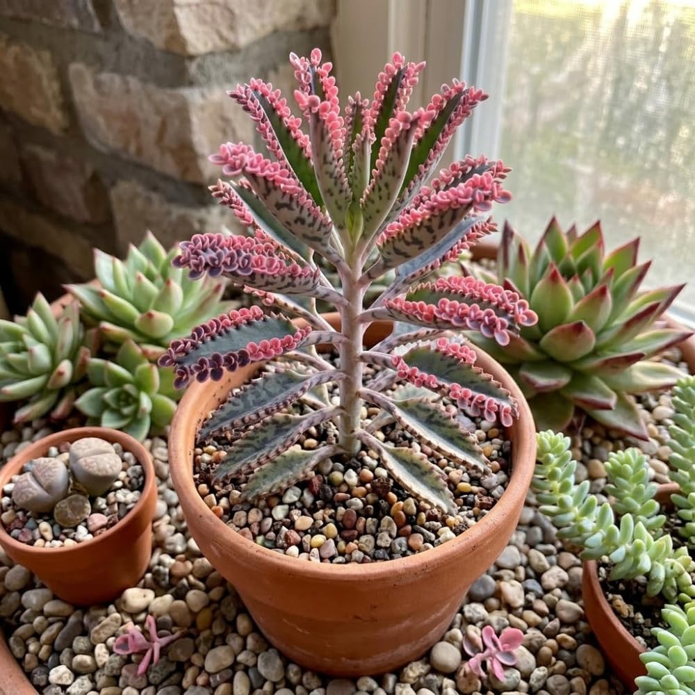 Kalanchoe Pink Butterfly Succulent – Live Plant in 2 Inch Pot, Rare Pink-Edged Variety, Rare Variegated Succulent for Indoor Decor and Sunny Windowsills