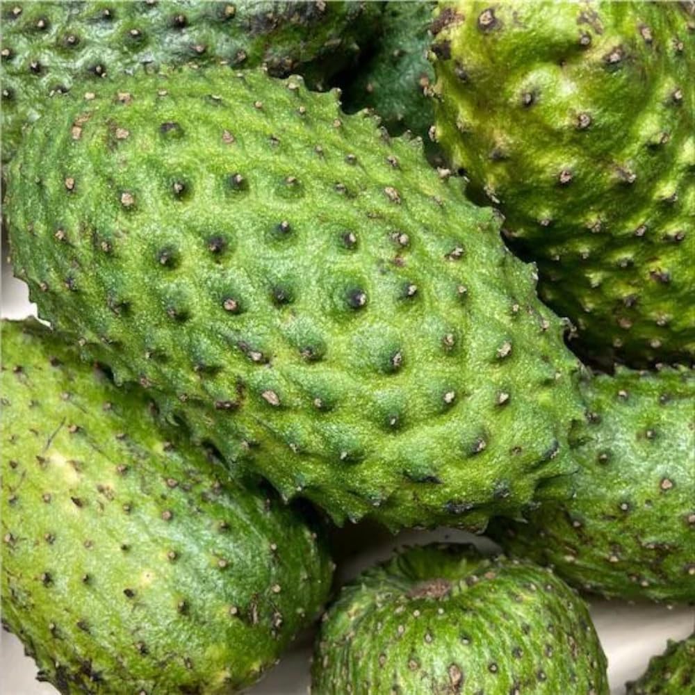 Sweet Giant Soursop Tree Live Plants, 2 Year Old Annona Muricata Guanabana Trees, 3 Gallon Pot, 2 to 3 Feet Tall for Outdoor Garden, No Ship to CA