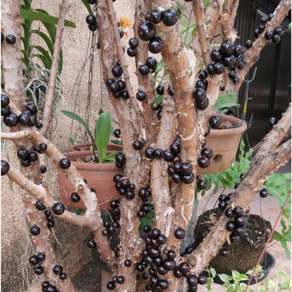 Black Jaboticaba Tree Live Plant 2-3" Tall, Grape Jaboticaba Trees 3 Gallon Pot, Hardy Jabuticaba Tree for Indoor or Outdoor Growing, No Ship to CA