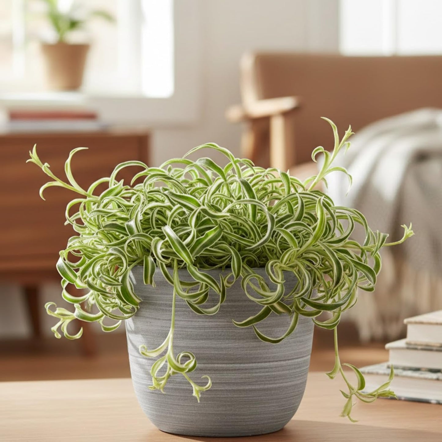 Curly Spider Plant, Variegated Spider Live House Plant, 2-4 Inc Tall, Indoor Outdoor Planting, No Pot
