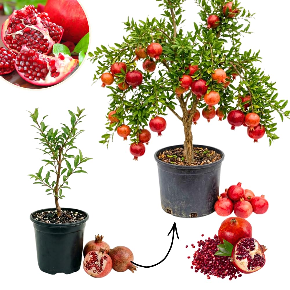 Pomegranate Tree Live Plant for Planting, 8–10” Tall in 4" Pot, Sweet Pomegranate Fruit Tree for Outdoor Growing