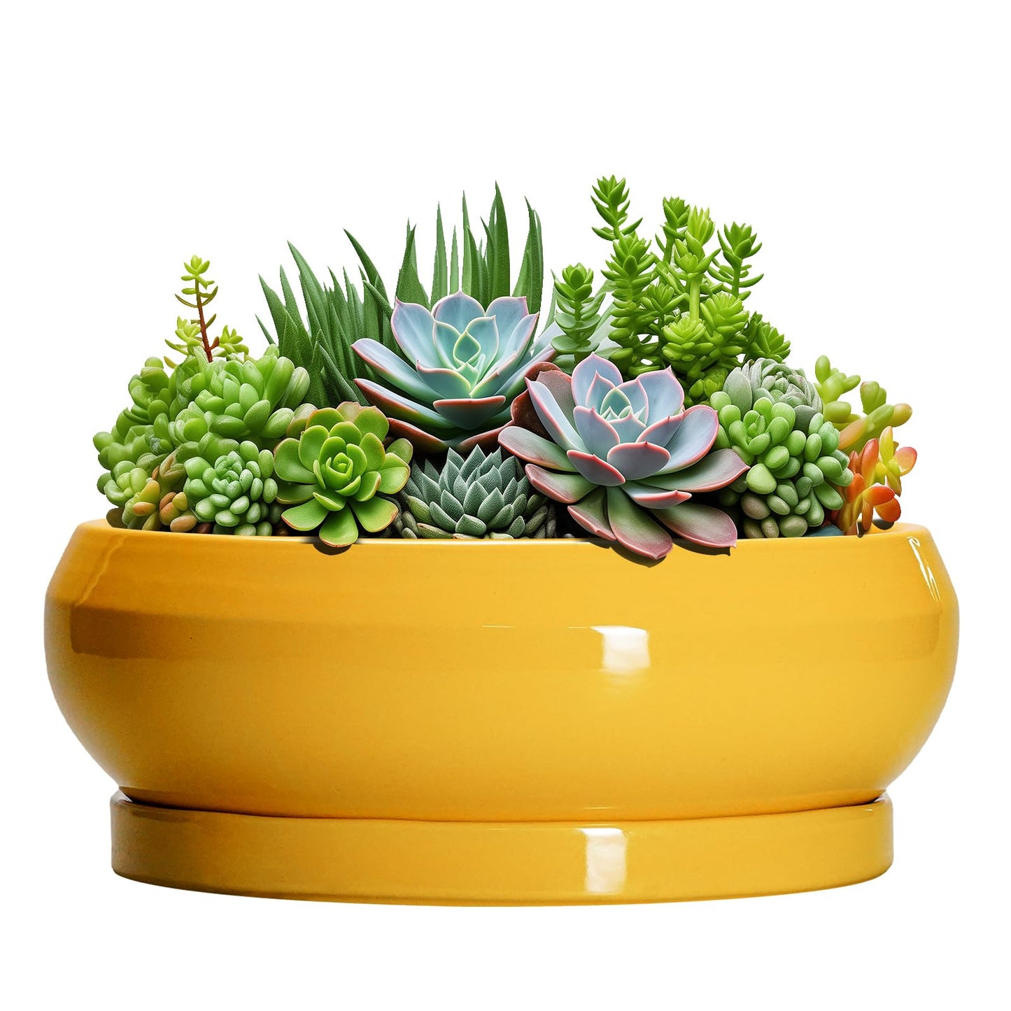 EPFamily Succulent Pots 10 Inch - Ceramic Bonsai Pots with Drainage Hole and Tray, Shallow Plant Pot Indoor Outdoor, Modern Bonsai Tree Pot, Round Planter Bowl, Home Decor, Housewarming Gift, Yellow