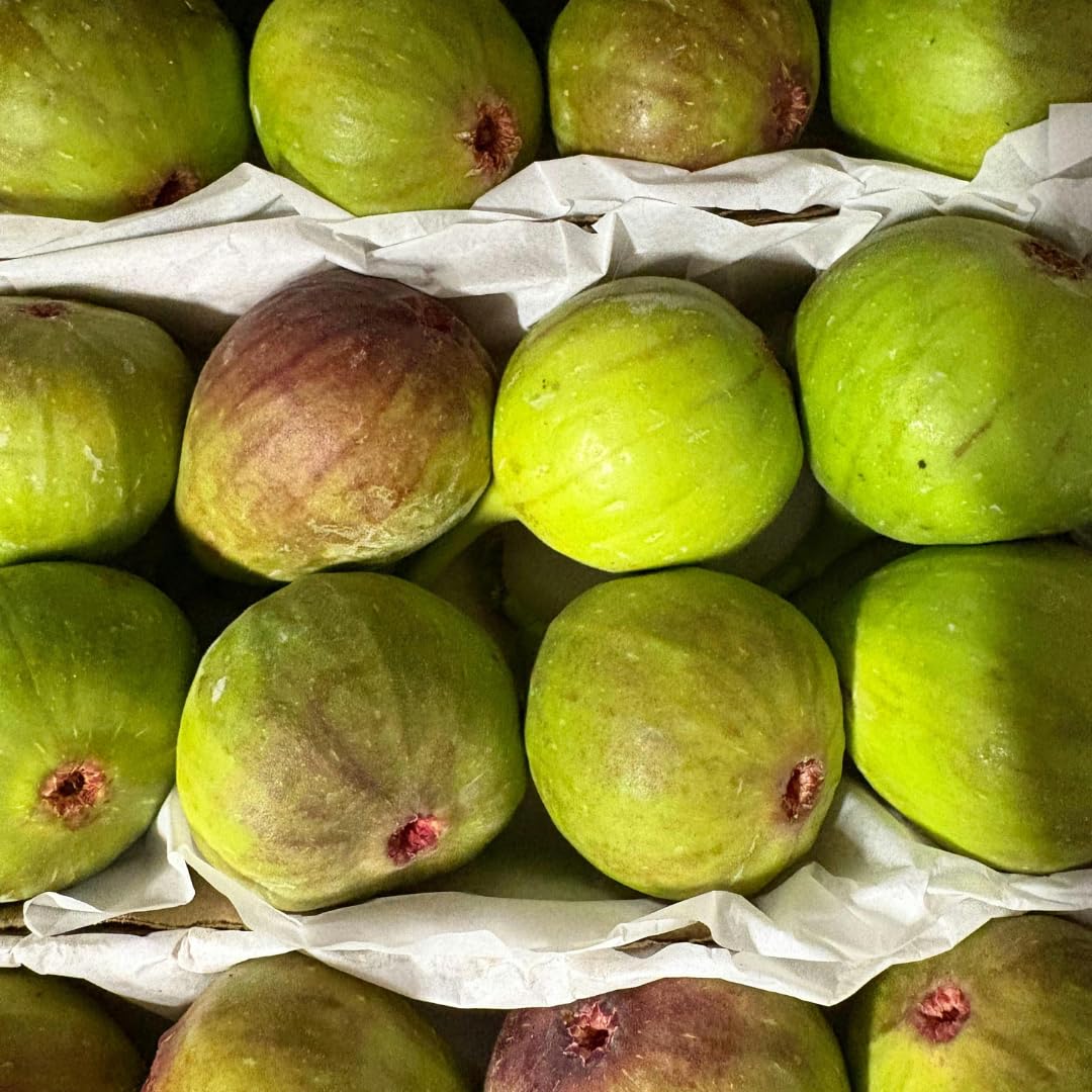 Fig Tree Live Plant, 1 Gallon Pot, Sweet Edible Fruit, Ready to Grow, Suitable for Gardens and Outdoor Planting, No Ship to CA (Yellow)