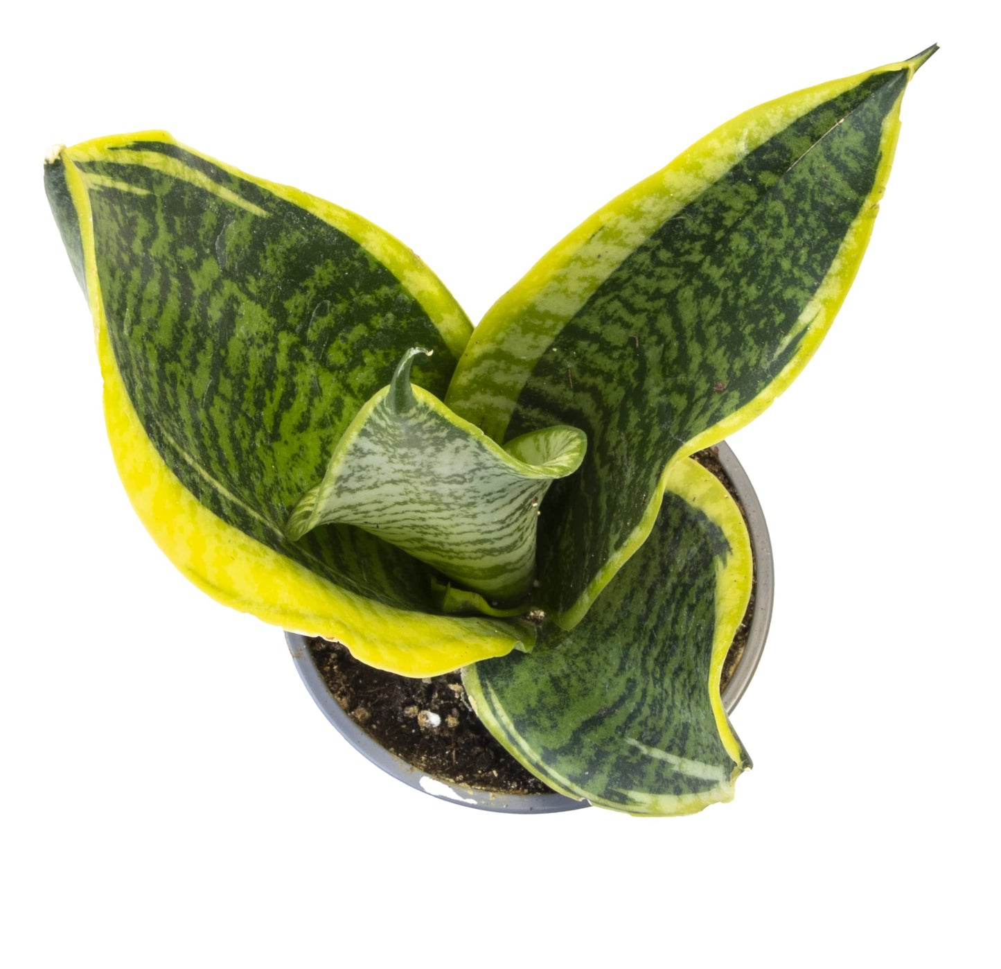Money Tree Plant Indoor House Plants, Chinese Money Plant Decor & Altman Plants, Live Snake Plant, Sansevieria trifasciata Superba, Fully Rooted Indoor House Plant in Pot