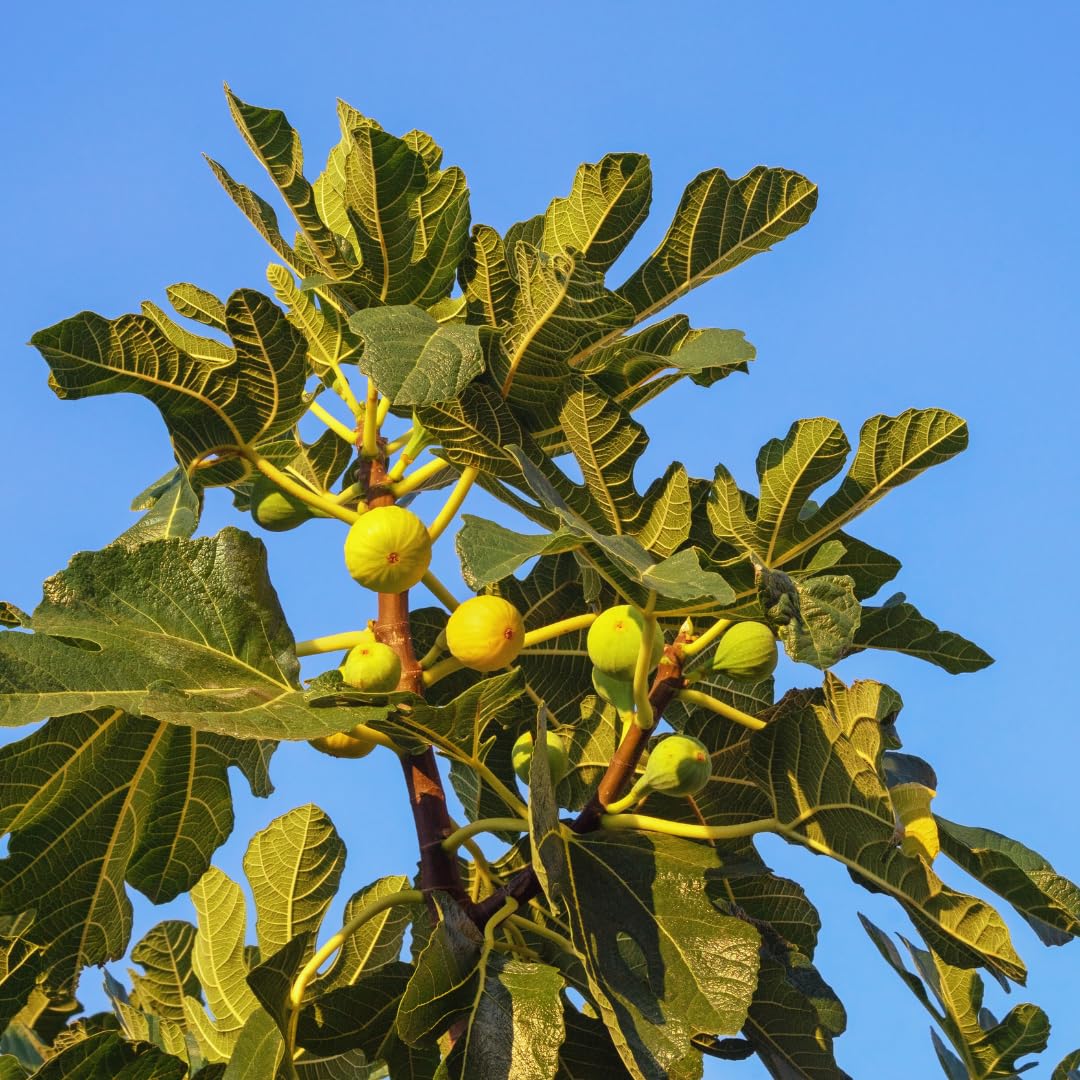 Fig Tree Live Plant, 1 Gallon Pot, Sweet Edible Fruit, Ready to Grow, Suitable for Gardens and Outdoor Planting, No Ship to CA (Yellow)