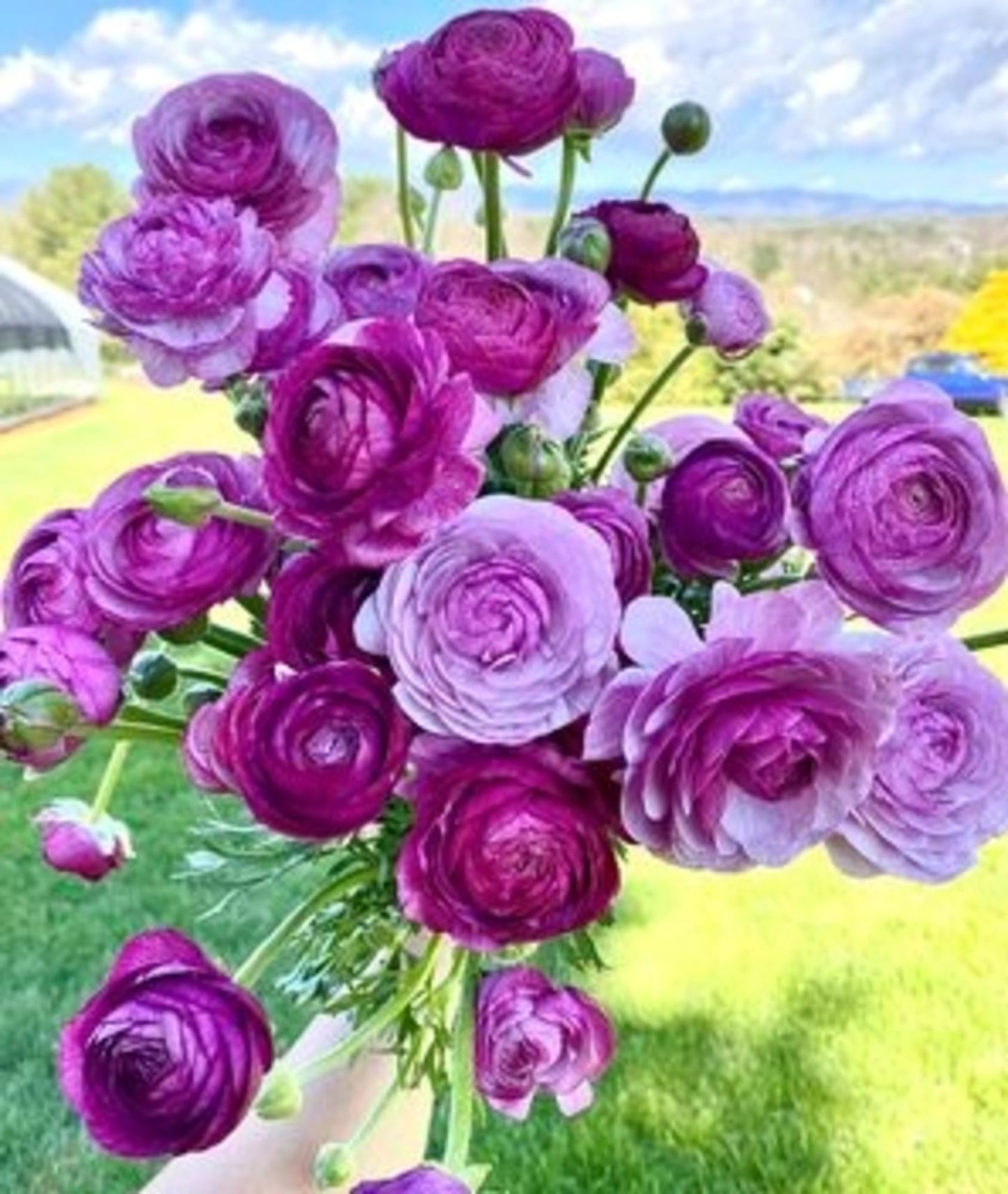 Ranunculus Bulbs for Planting - Ranunculus Flower Seeds - 25 Purple Shade Ranunculus Corms for Planting - Ranunculus Peonies Bulbs for Planting - Easy to Grow - 25 Bulbs per Pack, Purple Flowers