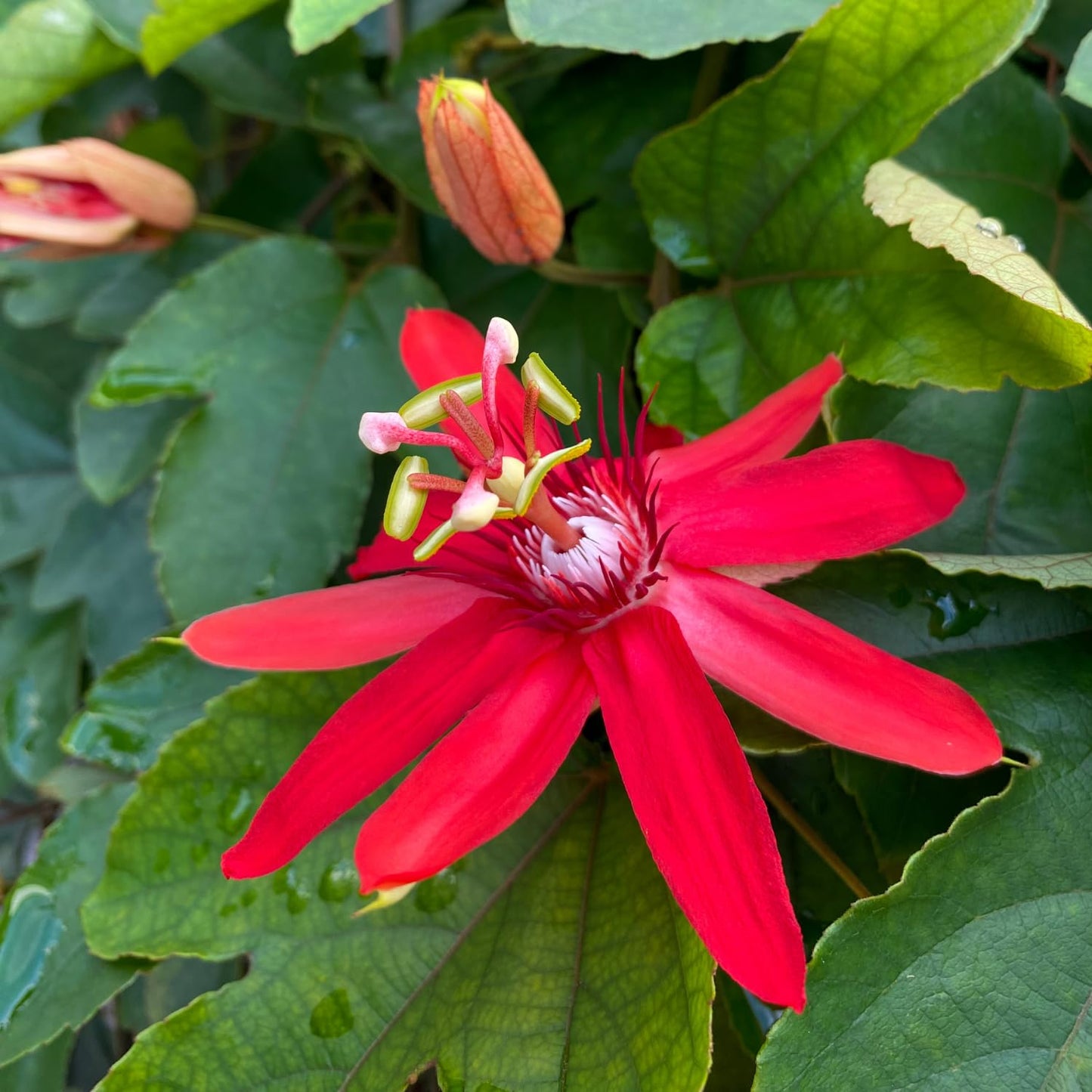 Set 2 Red Passion Flower Vine Plants - Live Passion Flowers Plants for Outdoor Garden, 4 to 8 Inch Size, Red Passion Flower Vine, Fragrant Flowers