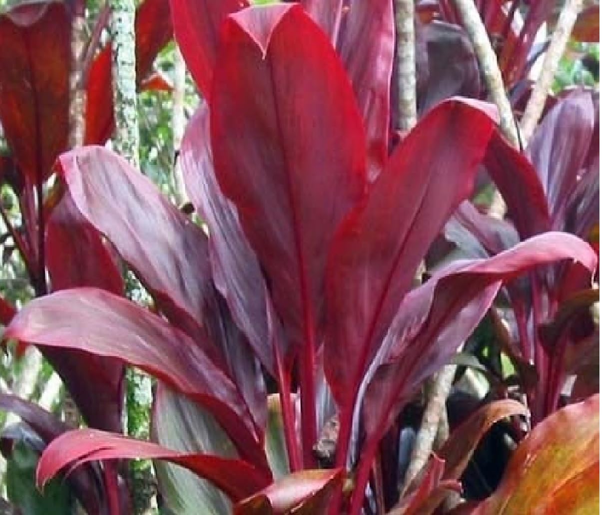 Hawaiian Red Ti Leaf Plant Logs Live Indoor/Outdoor Tropical Plants - 2 Cordyline Fruticosa Cutting Logs - Easy Care Good Luck Plant