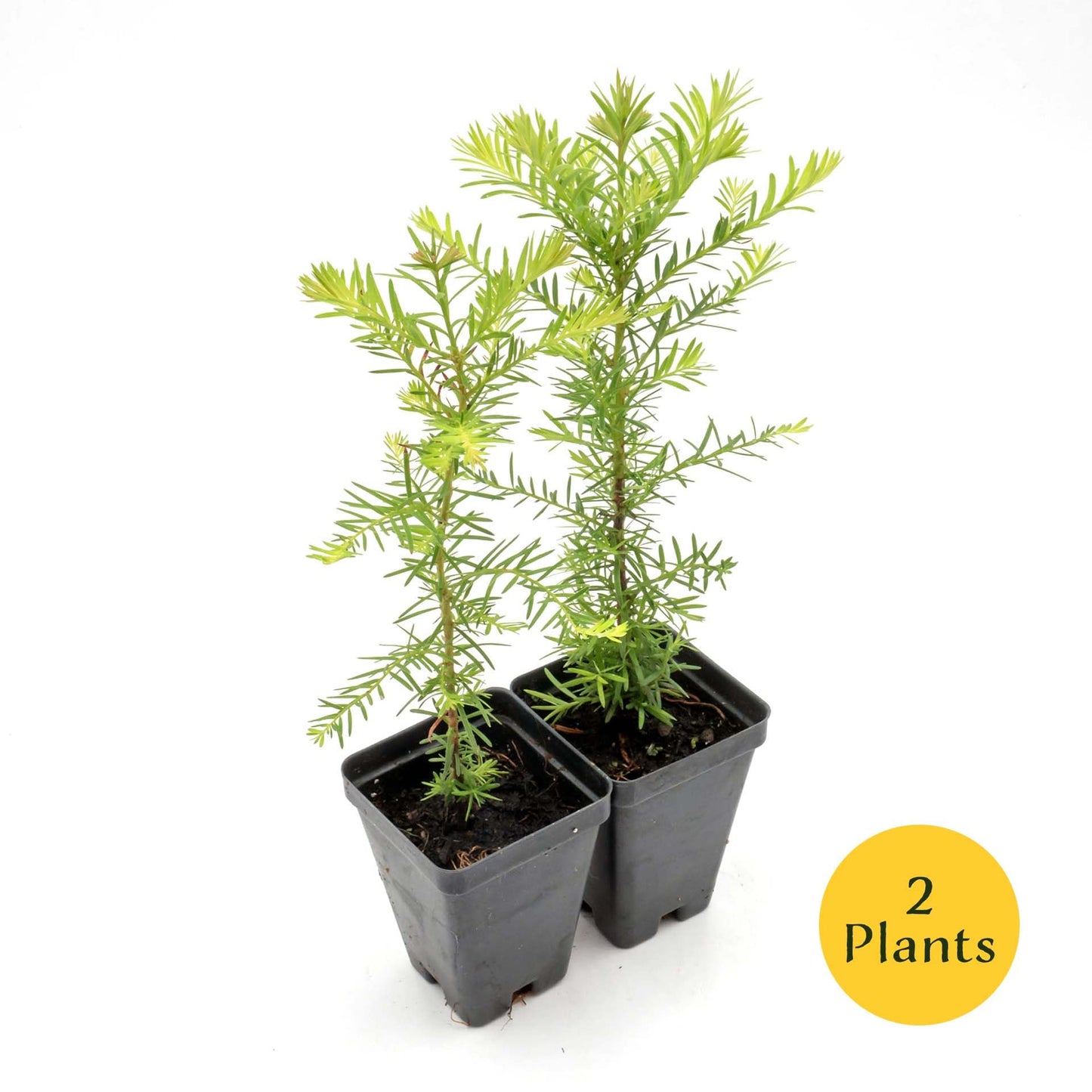 2 Coastal Redwoods (Sequoia sempervirens) – Tall Evergreen Conifer with Soft, Dense Needled Foliage | 2.5” Nursery Cubes, Ready-to-Plant Live Starter Plants