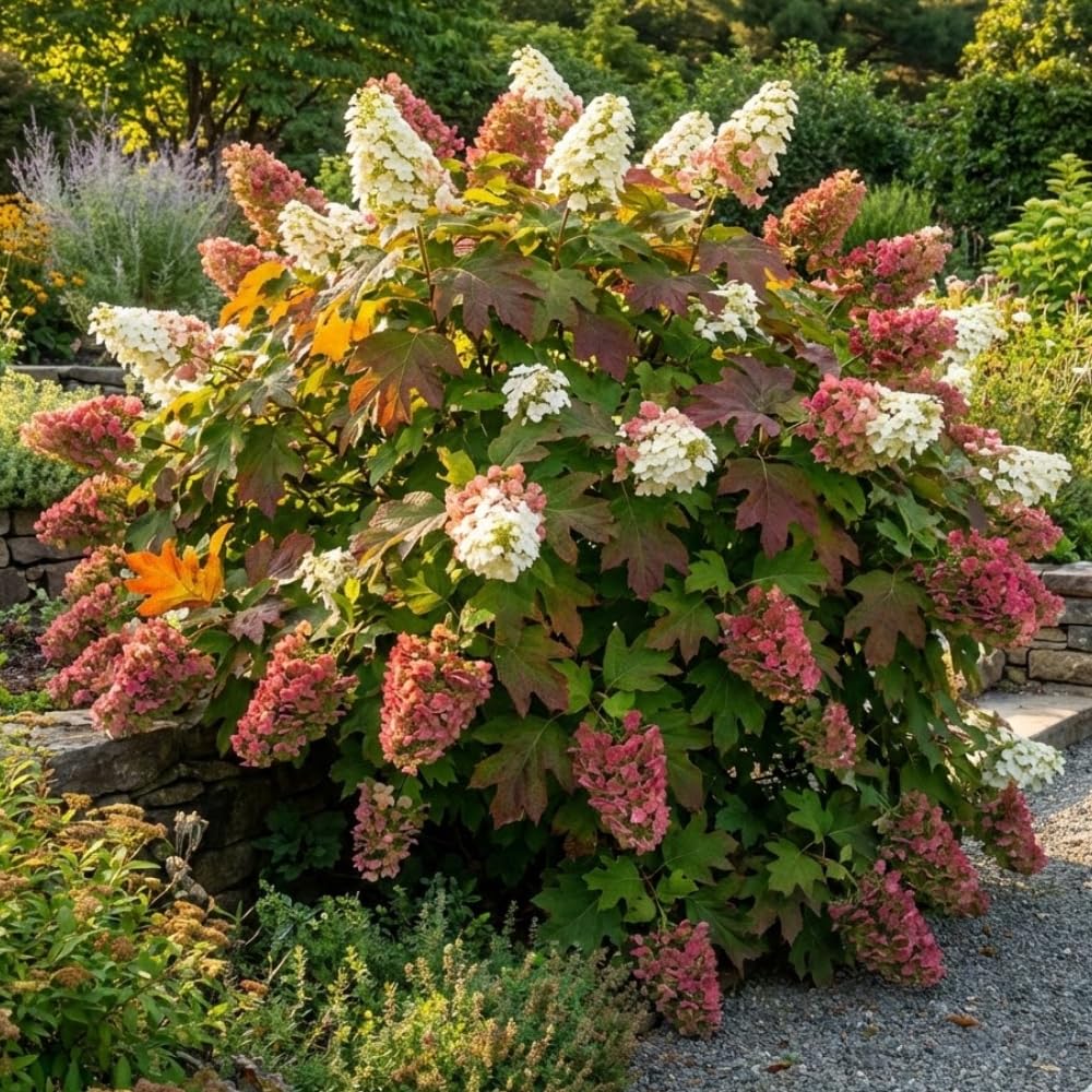 Oakleaf White to Red Pink Hydrangea Plant Live Tree, Rare Color, 4" Pot, Perennial and Hardy Blooming Shrub for Garden Spring Planting