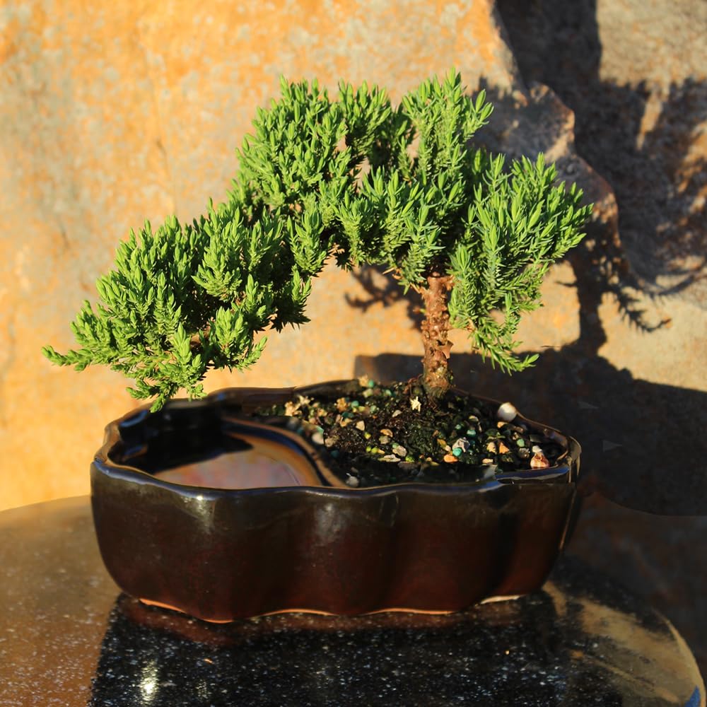Brussel's Bonsai - Live Green Mound Juniper Bonsai Tree in Zen Reflections Pot, Outdoor Bonsai Tree Live Plant, 3 Years Old, 6-8 Inches Tall, Easy Care Bonsai for Patio Garden (Small)