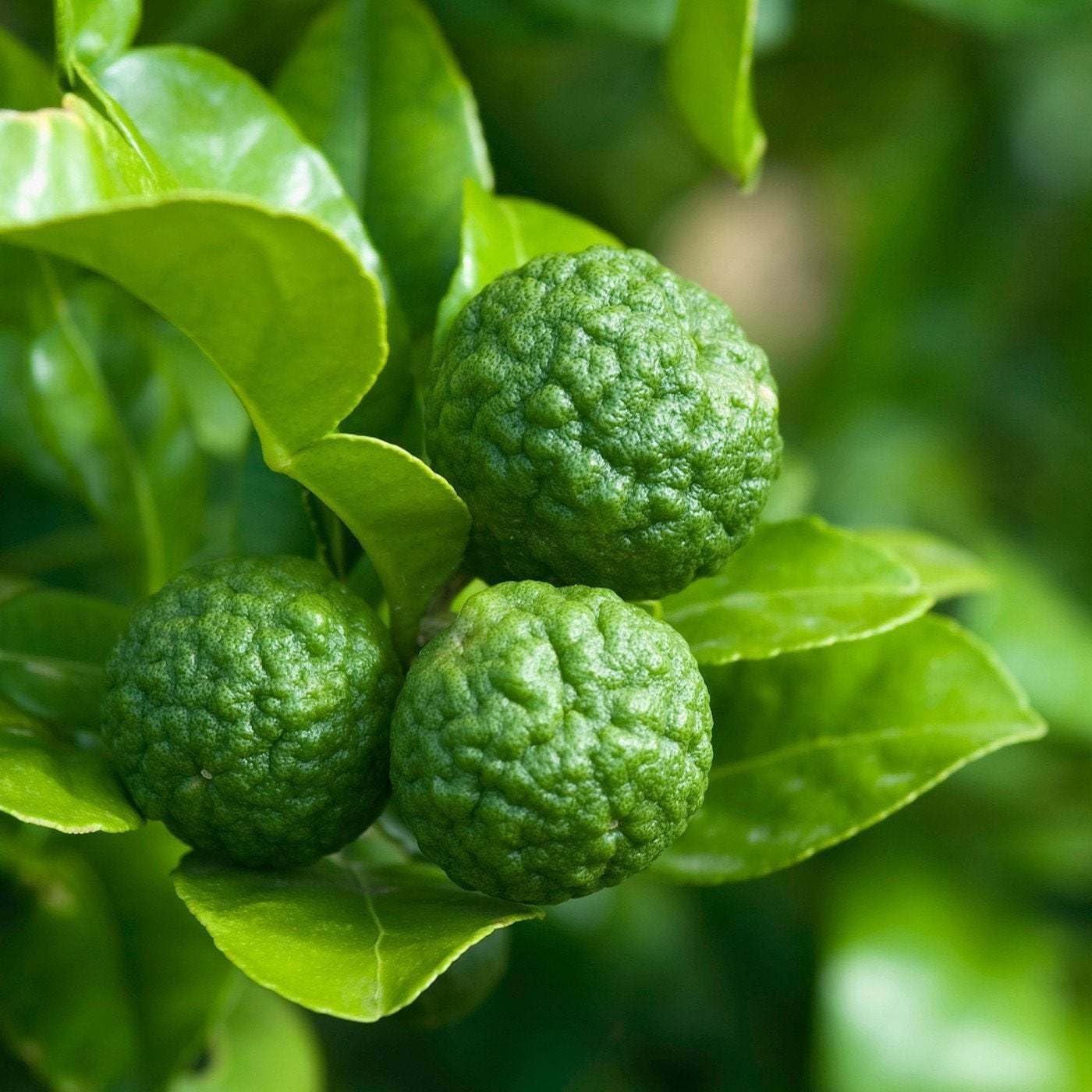 2 Kaffir Lime Trees - 2-4 Inch Tall Makrut/Thai Lime Live Plants - Potted Fruit Seedlings - Citrus Hystrix - (2 Pack)