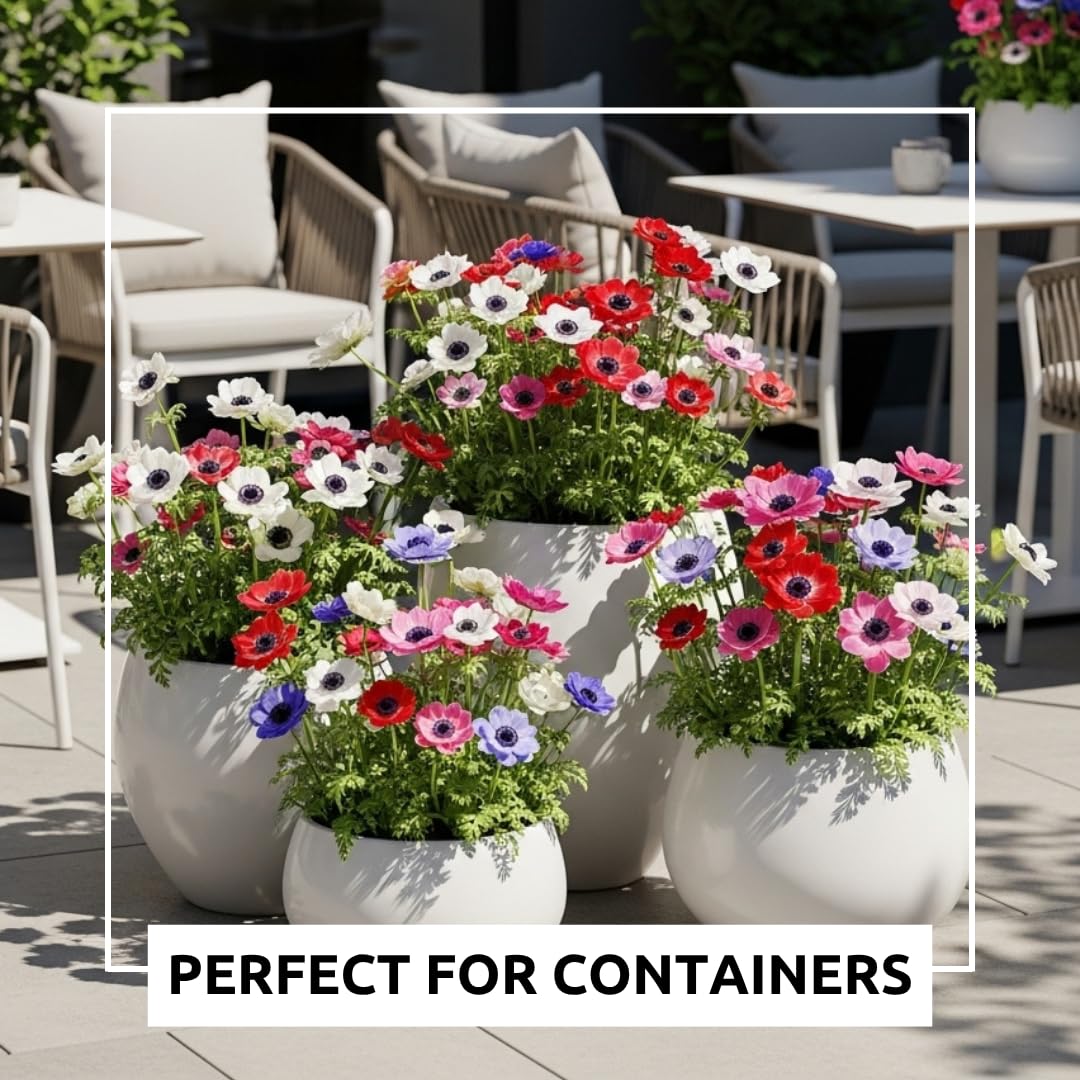 25 Anemone De Caen Flower Bulbs – Jewel Mix White, Pink, Red & Blue Mix – Vibrant Spring Blooms for Garden Beds, Borders, Patio Pots, and Cut Flower Bouquets