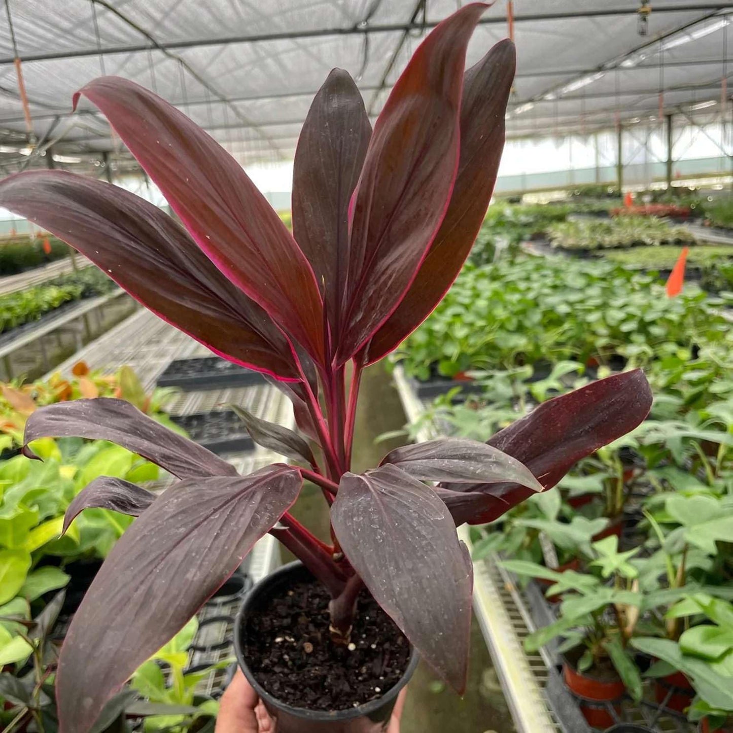 Cordyline Calypso Queen Live Plant for Indoor | Different Houseplants in 4'' & 6'' Pot | Real House Plant for Living Room, Office, Desk & Bathroom | Cordyline fruticosa Calypso Queen