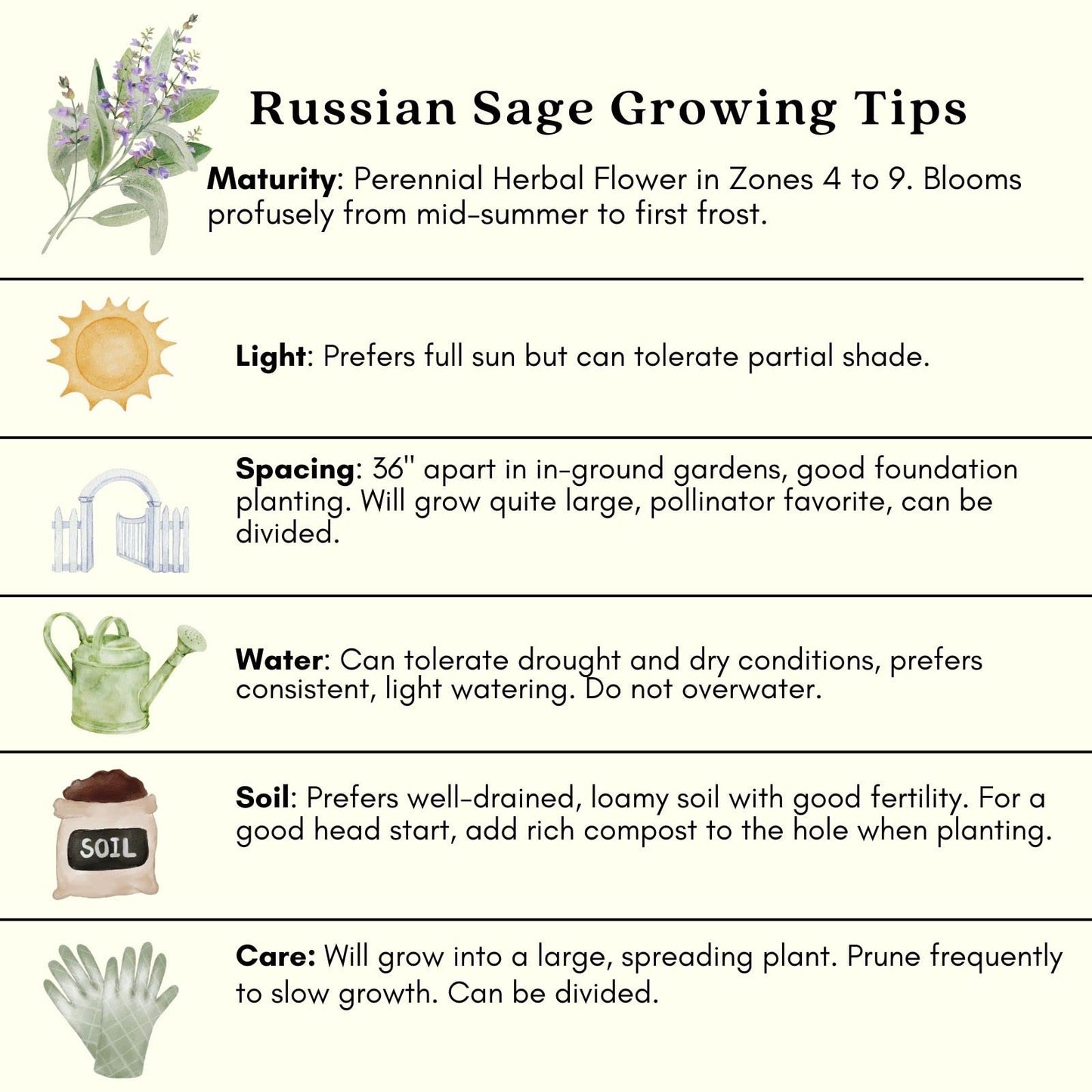 Clovers Garden Russian Sage Plants – Two (2) Live Plants – Non-GMO - Not Seeds - Each 4" to 8" Tall – in 4" Inch Pots – Hardy Flowering Perennial, Pollinator Favorite