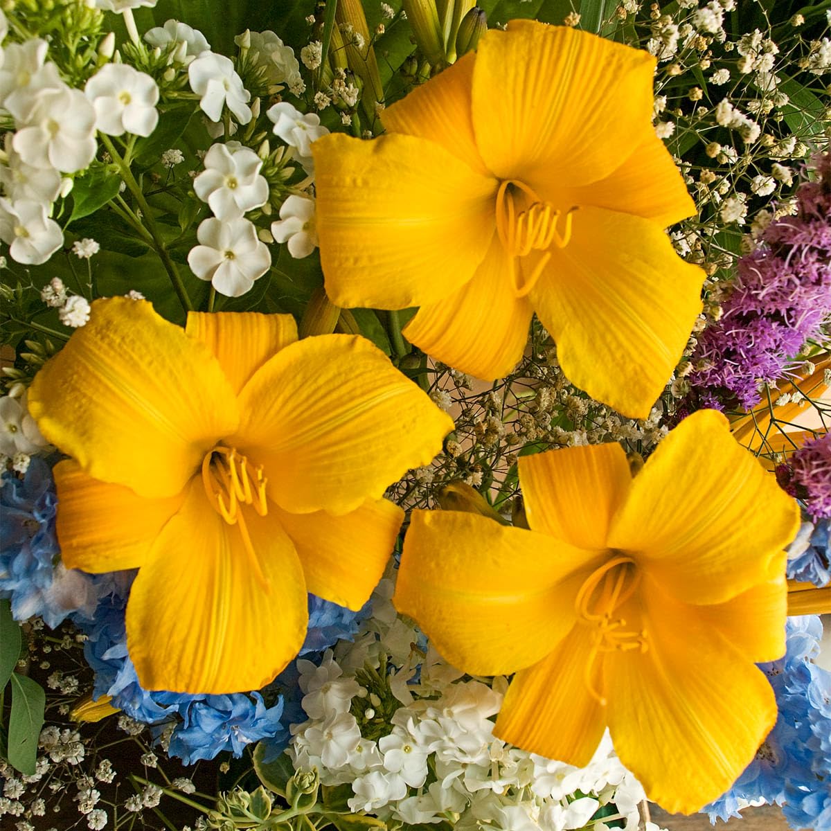 GARDENS ALIVE! - Buttered Popcorn Yellow Flowering Daylily Hemerocallis Dormant Bare Root Perennial Starter Plant Roots, 3 Plants per Offer