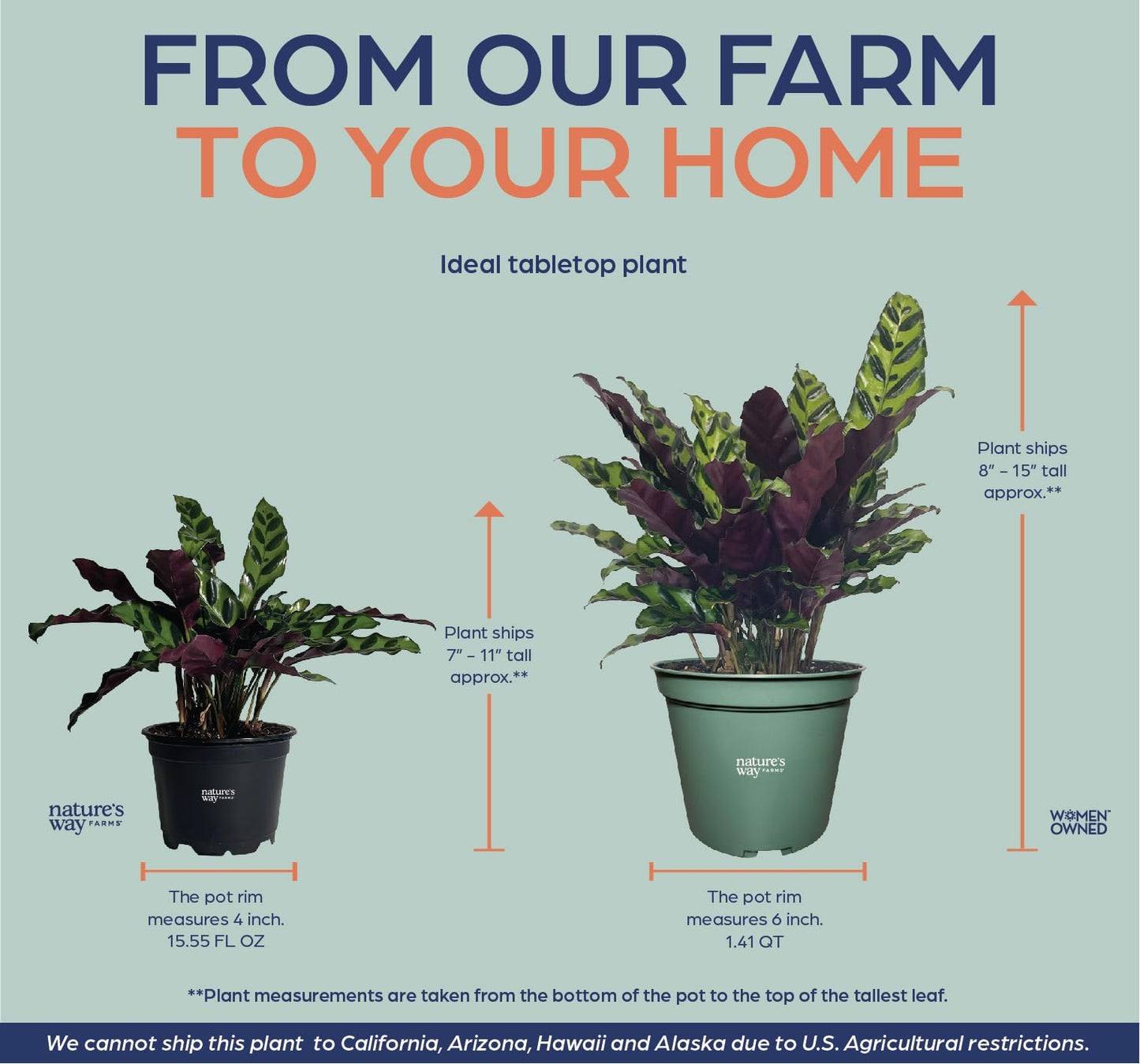 Nature's Way Farms Calathea Rattlesnake, Live Indoor Houseplant, Long Leaf Prayer Plant, Tropical Plant, Pet Safe (8-15 inches Tall) in Growers Pot