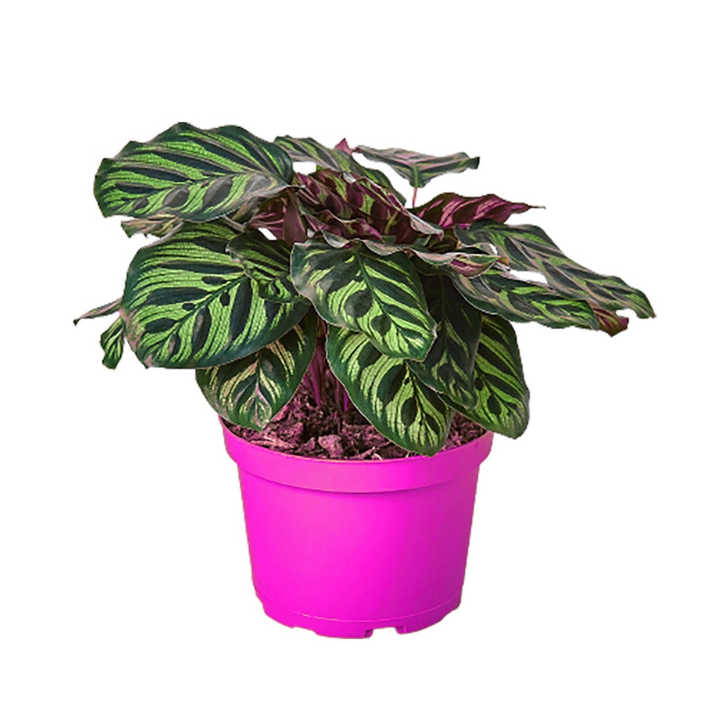 9 Pack Calathea 'Makoyana' in 4in Pot - Live Tropical Houseplant - Easy to Grow | Air Purifying | Pet Friendly | Variegated | USA Growers | The Snobby Leaf