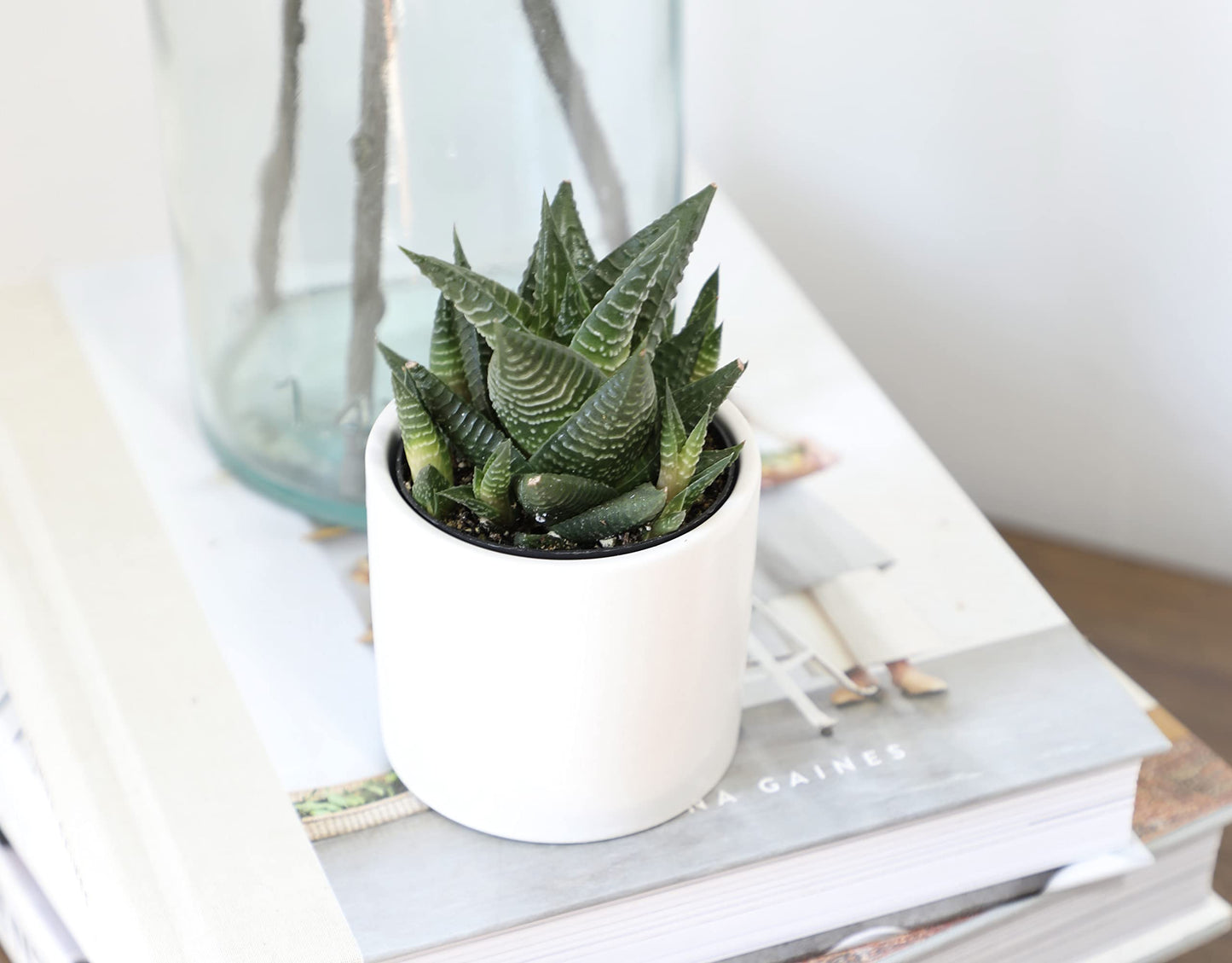Haworthia Succulent Plant Live in White Planter, Live Succulents Plants Live Plants, Live Indoor Plants Live Houseplants, Low Light House Plants, Succulent Plants Cactus Plants Live by Plants for Pets