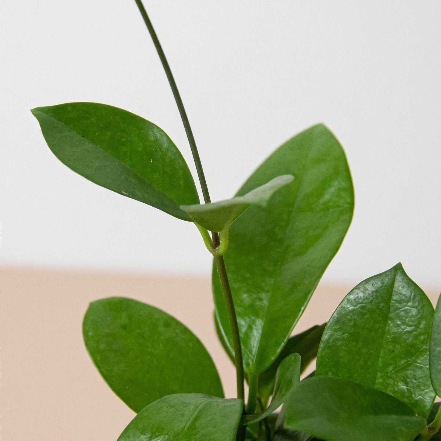 Hoya 'Australis' | Live Plant for Indoor & Outdoor | for Living Room, Office, Bathroom | (4" Pot)