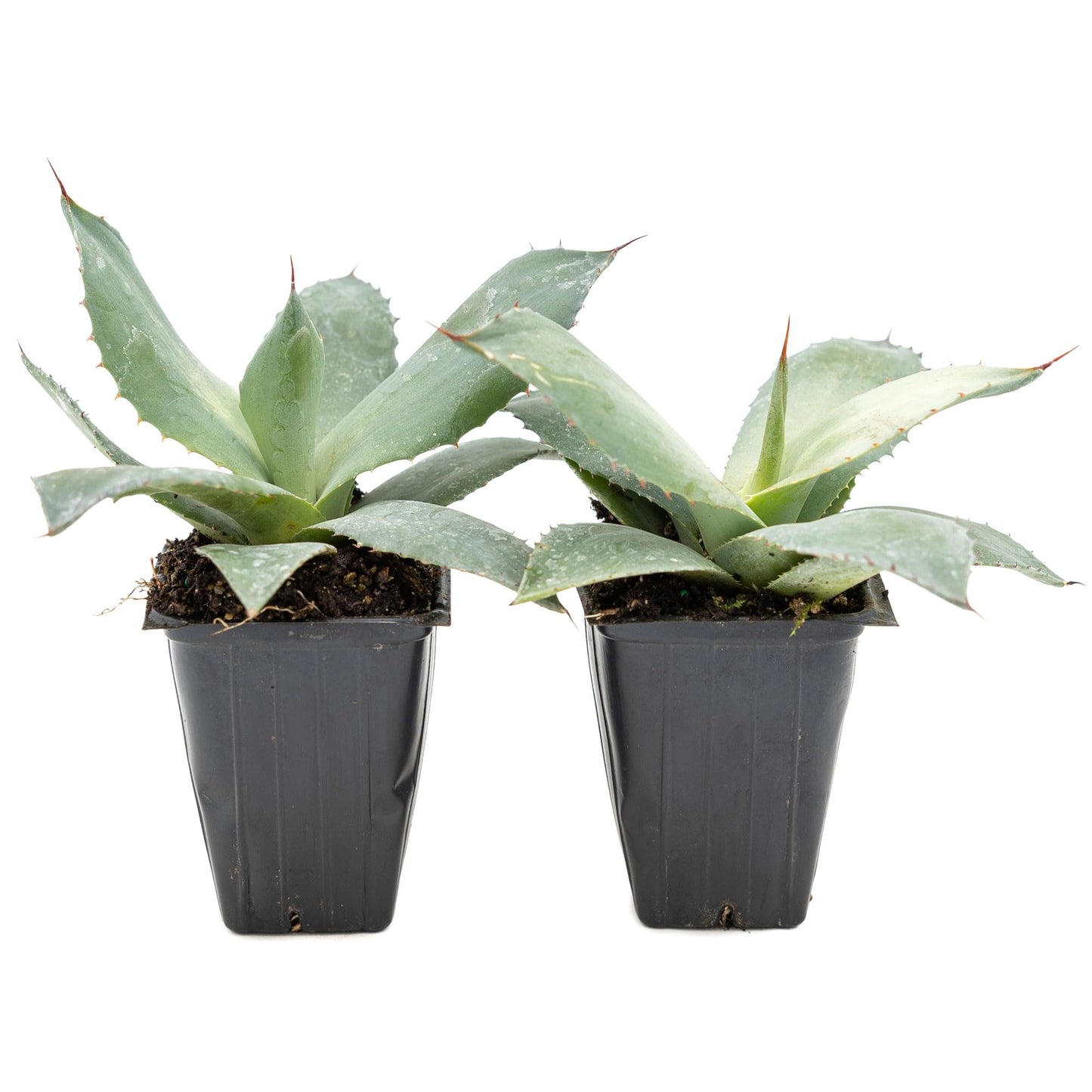 2 Artichoke Agave Succulents (Agave parryi VAR. truncata) | Live Evergreen Plant with Blue-Gray Rosette Form | Drought-Tolerant & Cold-Hardy for Landscaping, Rock Gardens & Containers in 3.5" Cubes