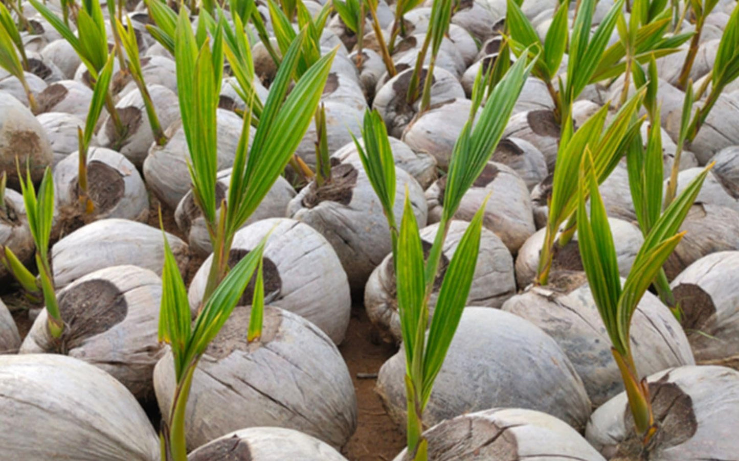 Live Dwarf Green Malayan Coconut Palm 6 to 12 inch Tall, Cocos nucifera Seedling for Planting, Sprouted Coco Plant Produces Edible Fruits, Ready to Grow
