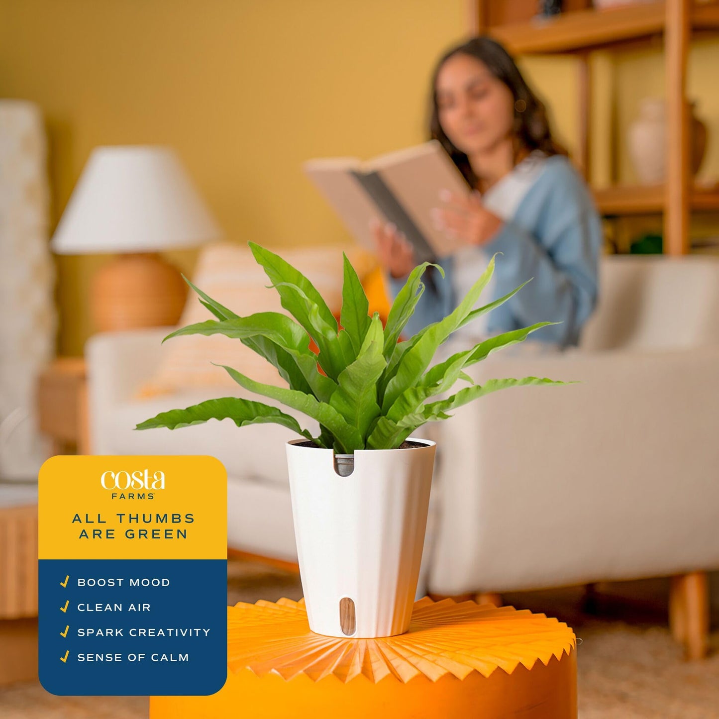 Costa Farms Bird's Nest Fern Live Plant in Plastic Pot, Air Purifying Indoor Houseplant, Perfect for Home, Room, or Office Decor, Great House Warming or Birthday Gift, 12-18 Inches Tall