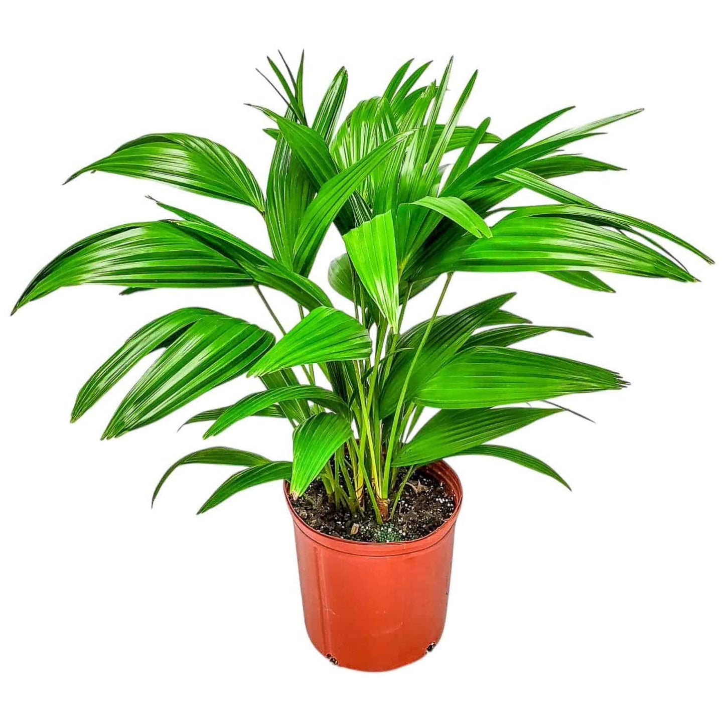 Fountain Palm Tree - Fan Palm - Overall Height 30" to 32" - Large Plant - Houseplant - Tropical Plants of Florida (Plant Only)