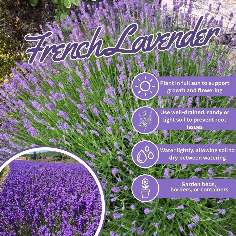 French Lavender Live Plant in Quart Pot, Lavender Herb Plants, Fragrant Hardy Herb for Indoor or Outdoor Planting